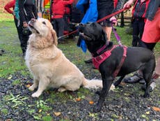 Mountain rescue worker stunned after dogs save collapsed owner in Lake District