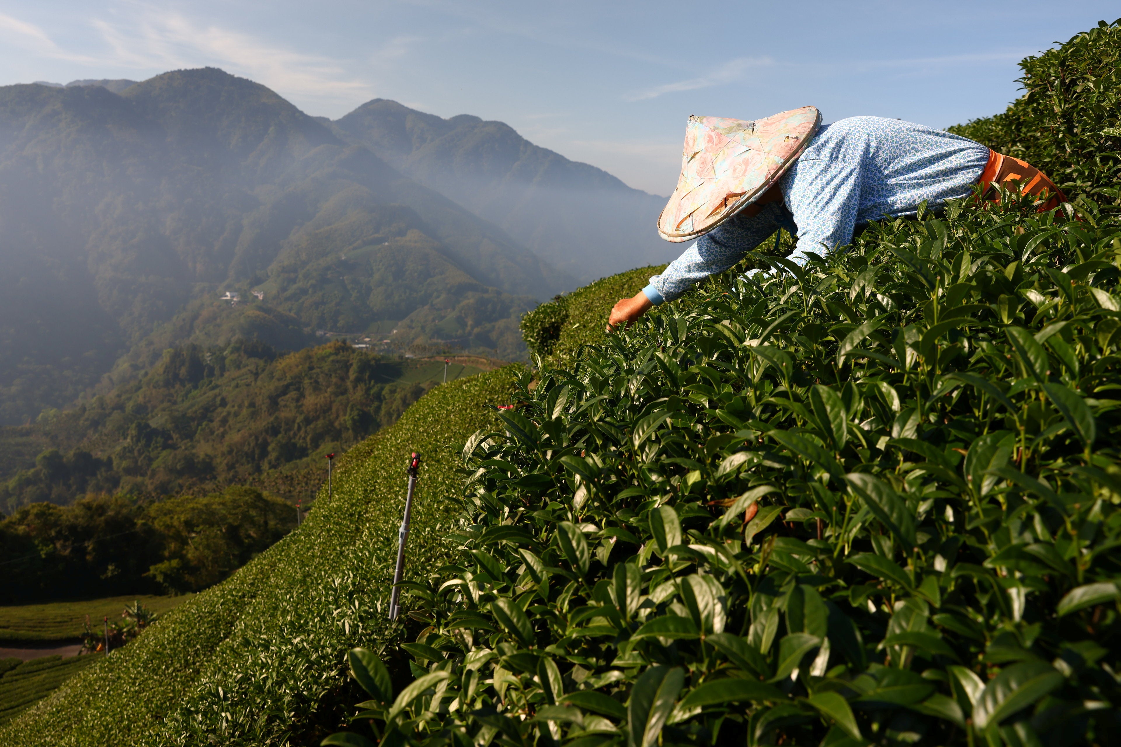 Harvesting staff collect leaves on a plantation in Jiayi