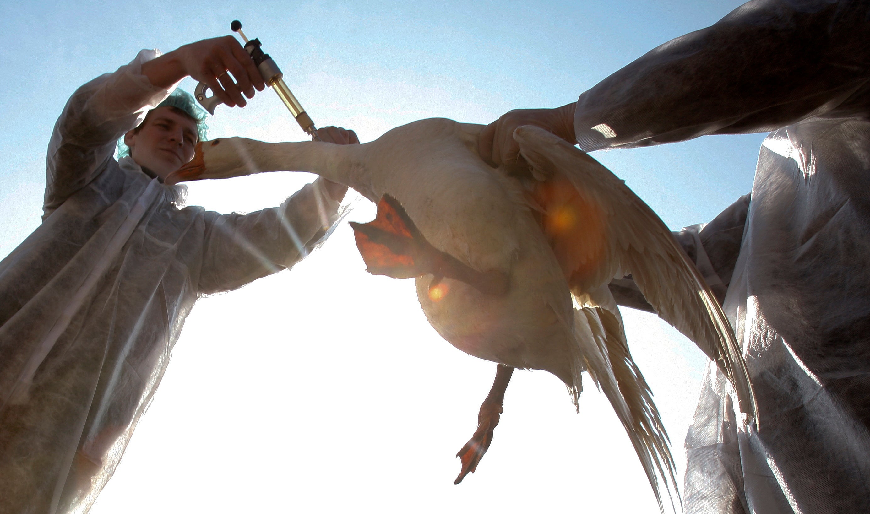 Vets in Belarus vaccinate a goose against bird flu near Minsk in 2010