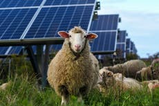 Solar energy just saves you money – but with AI, could it make you money?