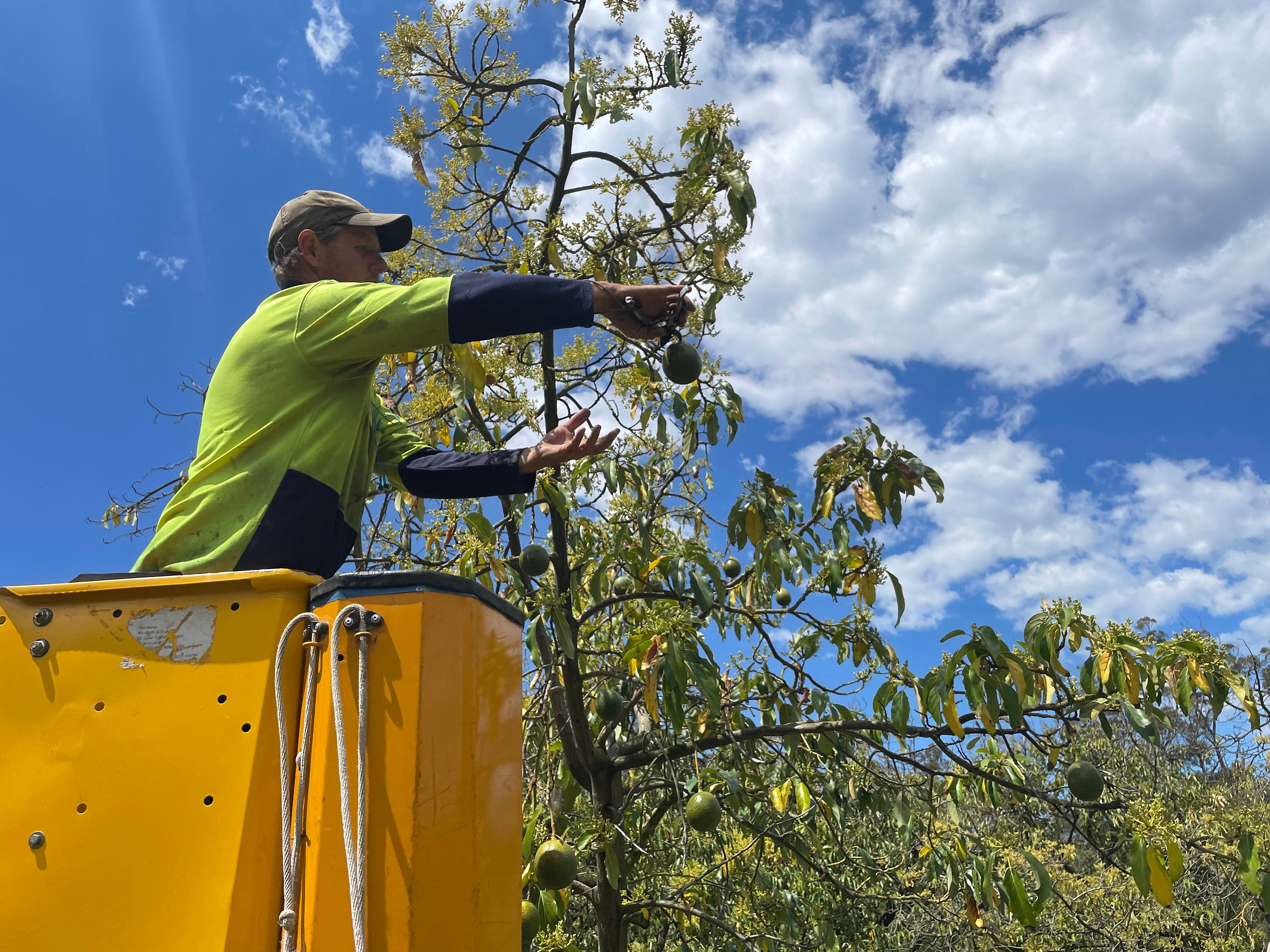 Rob Clark reaches to pick an avocado. The crop enjoyed a boom in Australia for years, but those times have ended