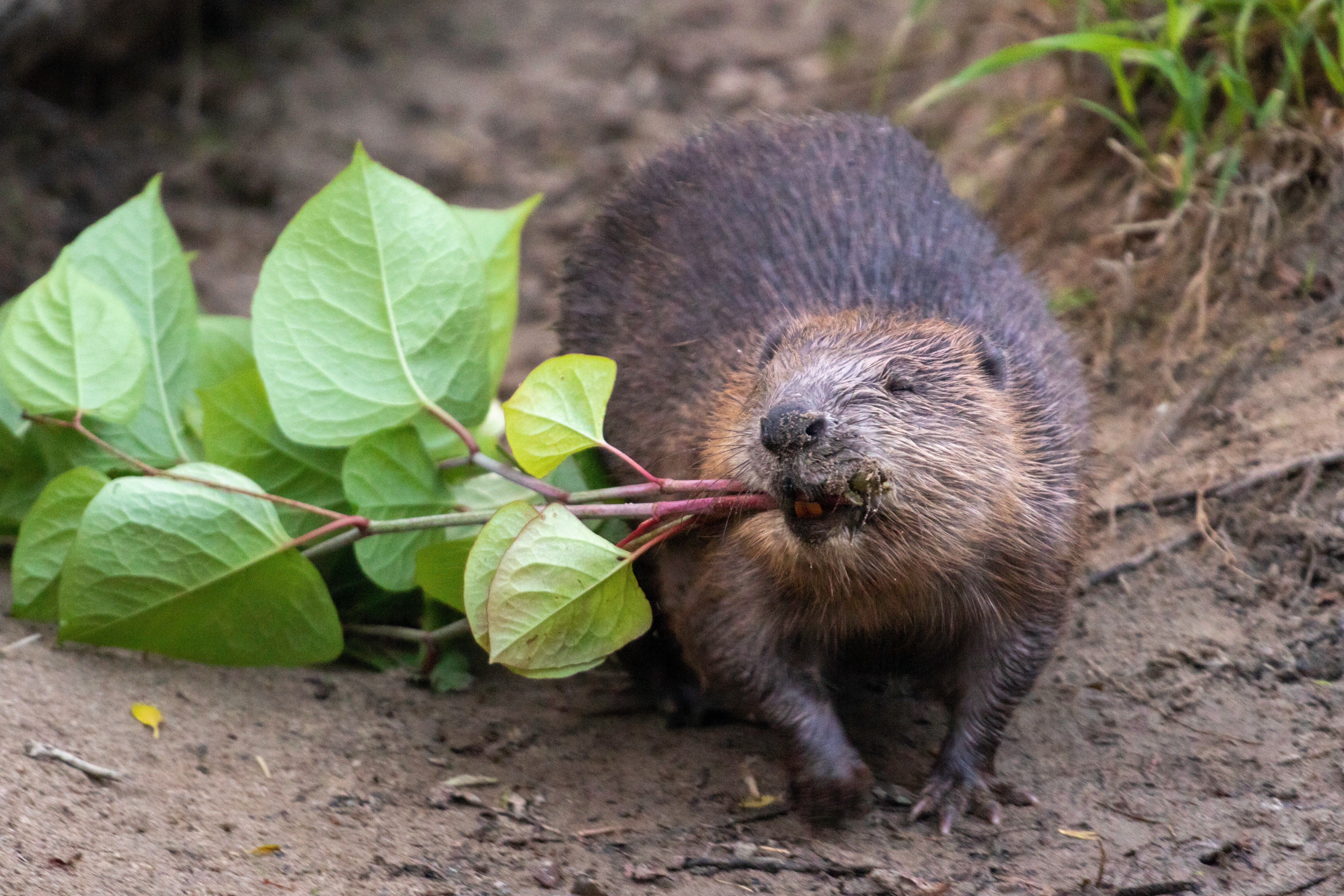 A Cornish beaver dragging Japanese knotweed