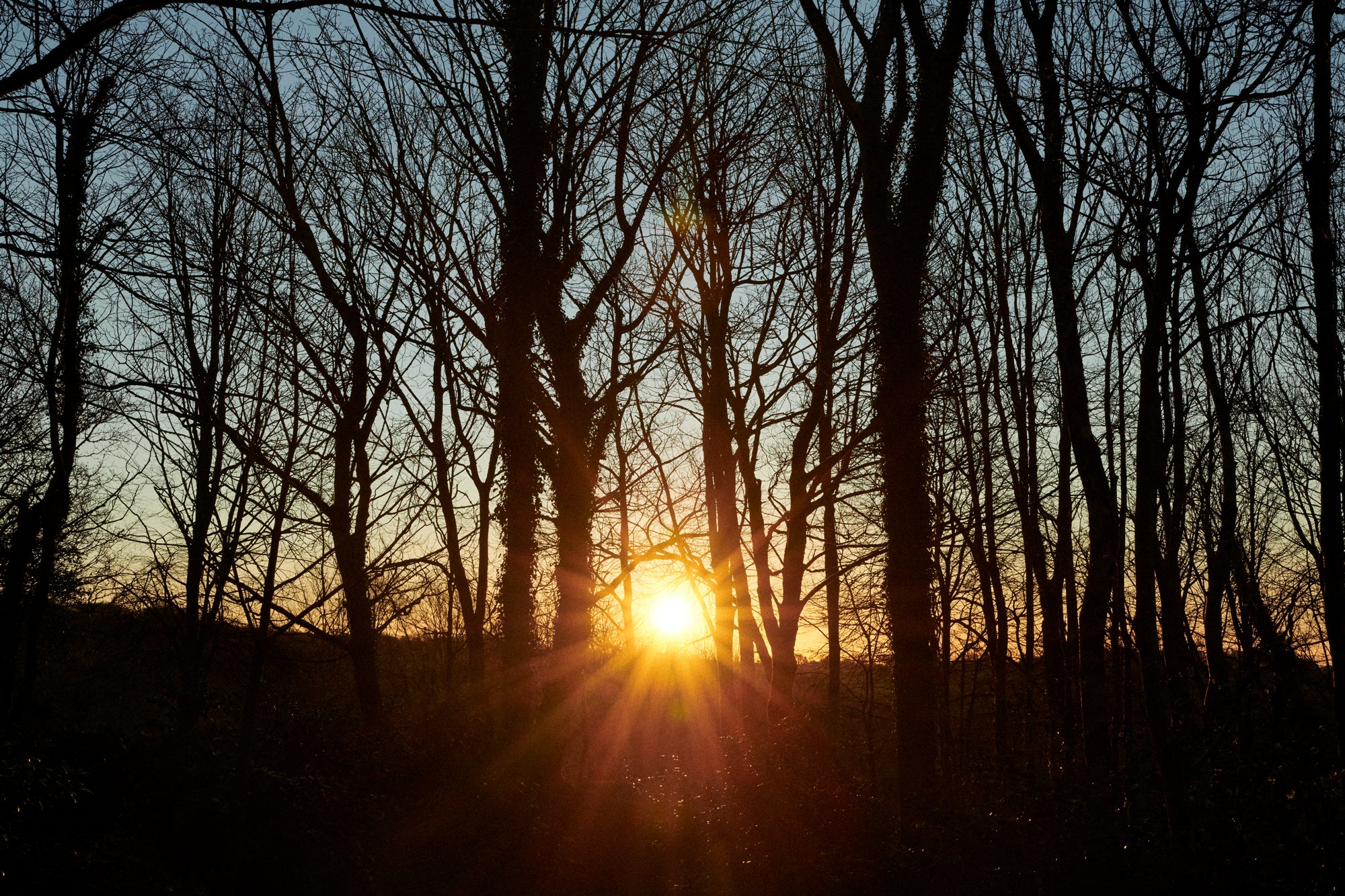 Sunlight through the trees at Cabilla