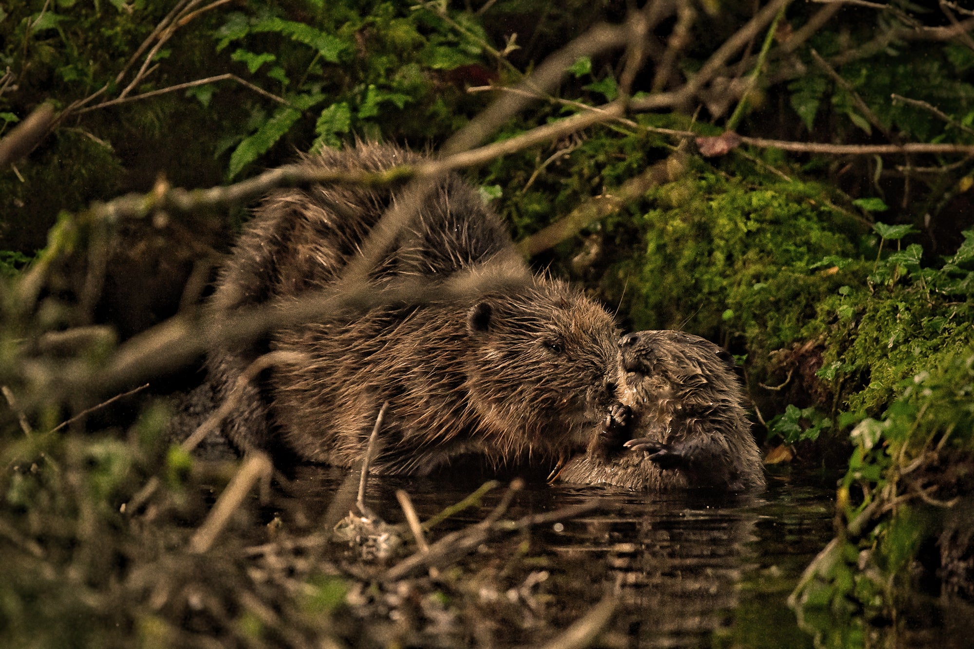 Beavers on Cabilla estate