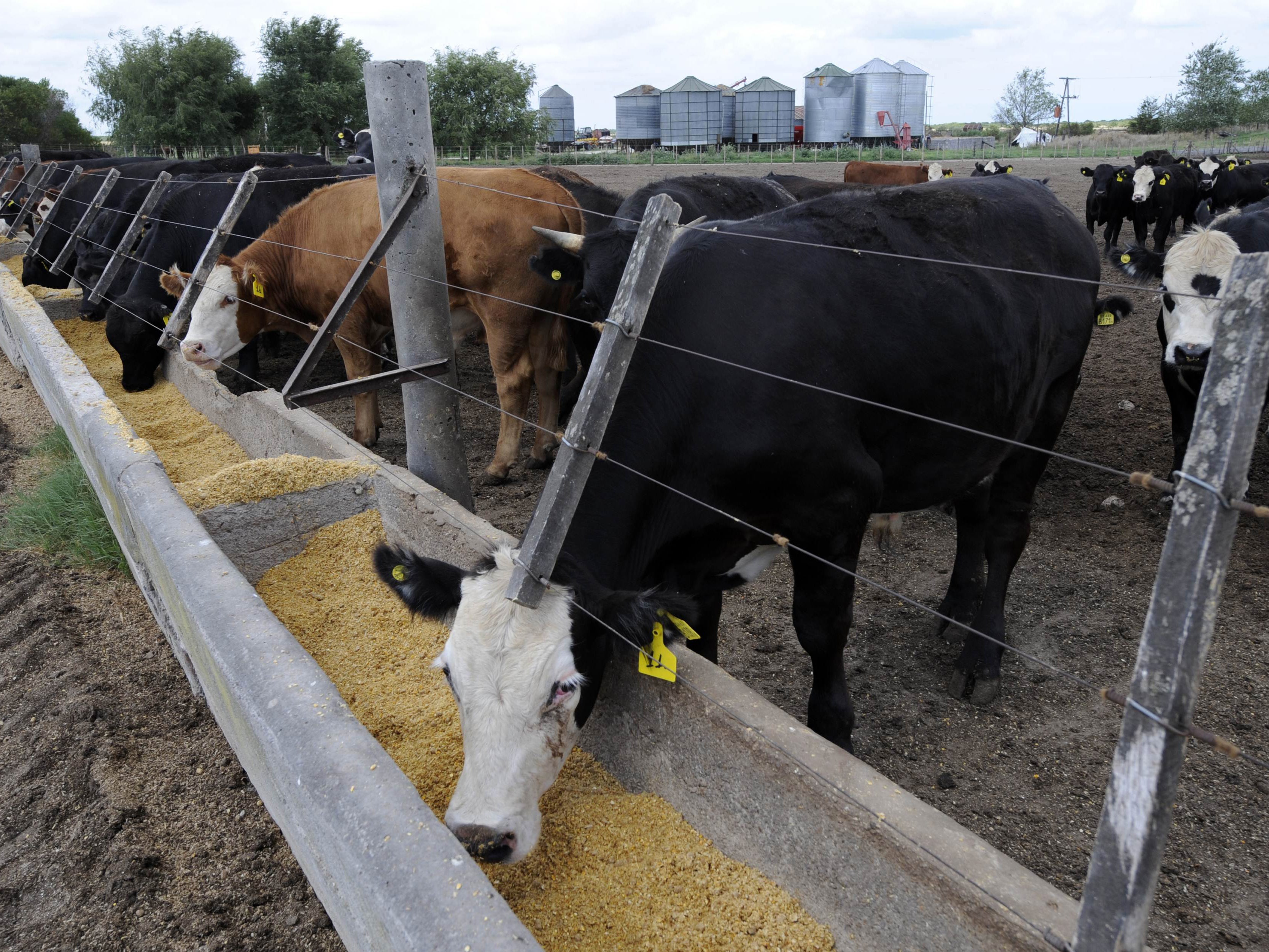 Clearing land to grow animal feed is a leading cause of deforestation