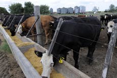 World leaders ‘reckless for ignoring how meat and dairy accelerate climate crisis’