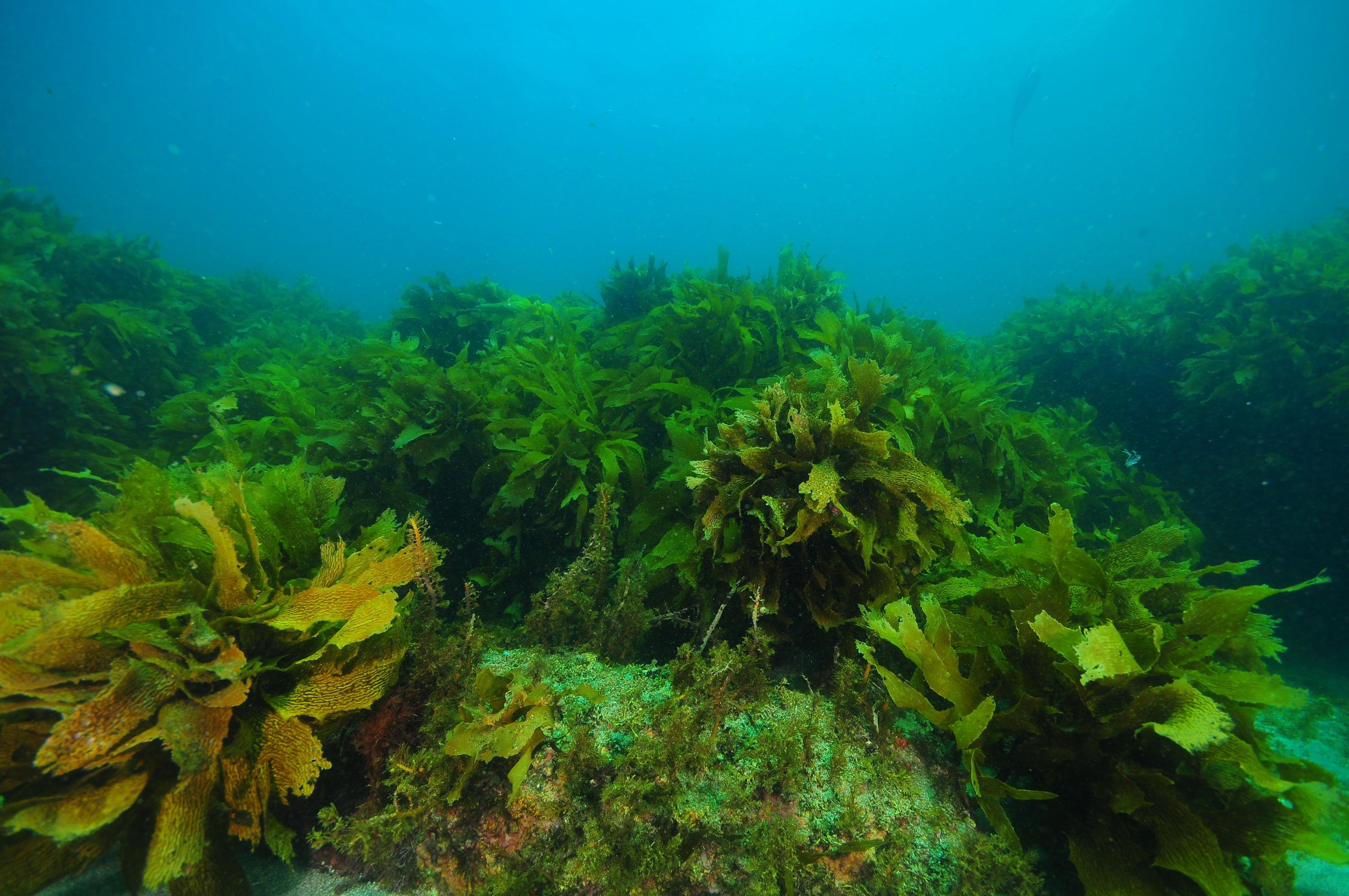 We could see algae on supermarket shelves within a few years