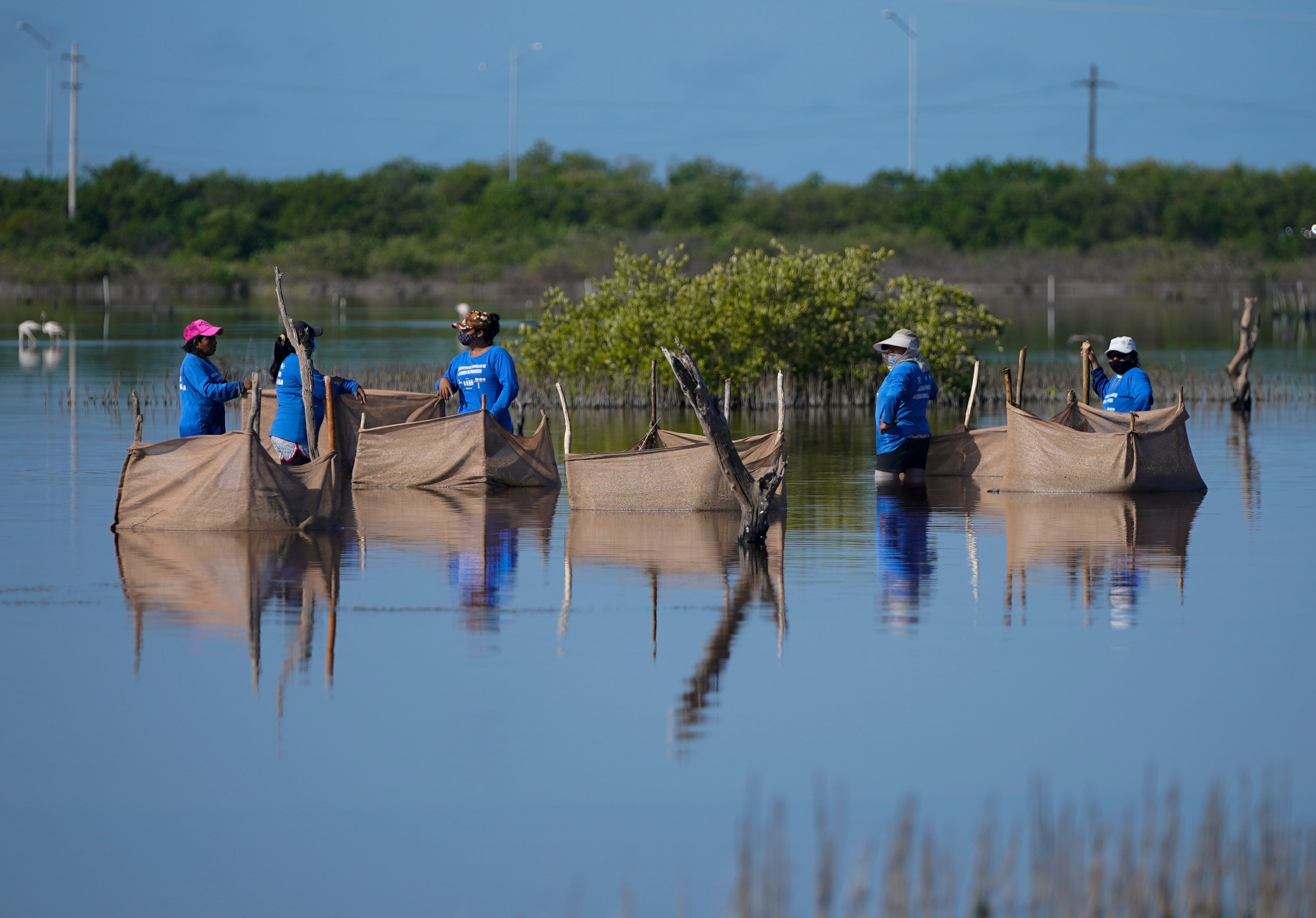 Mexico Climate Mangroves