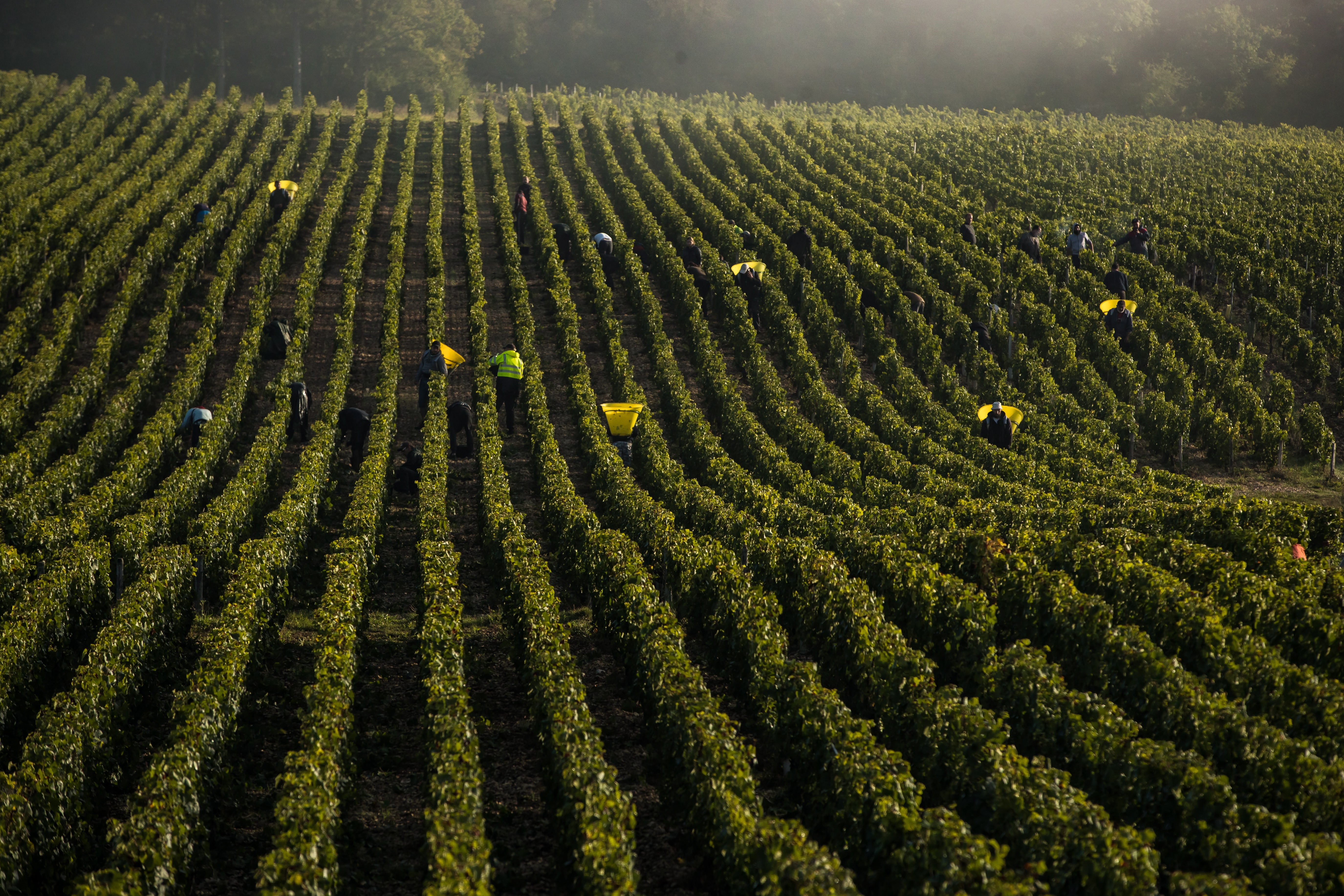 Grape pickers carrying hoods walk down rows of vines at the vineyard of Chablis, France, 23 September 2021.