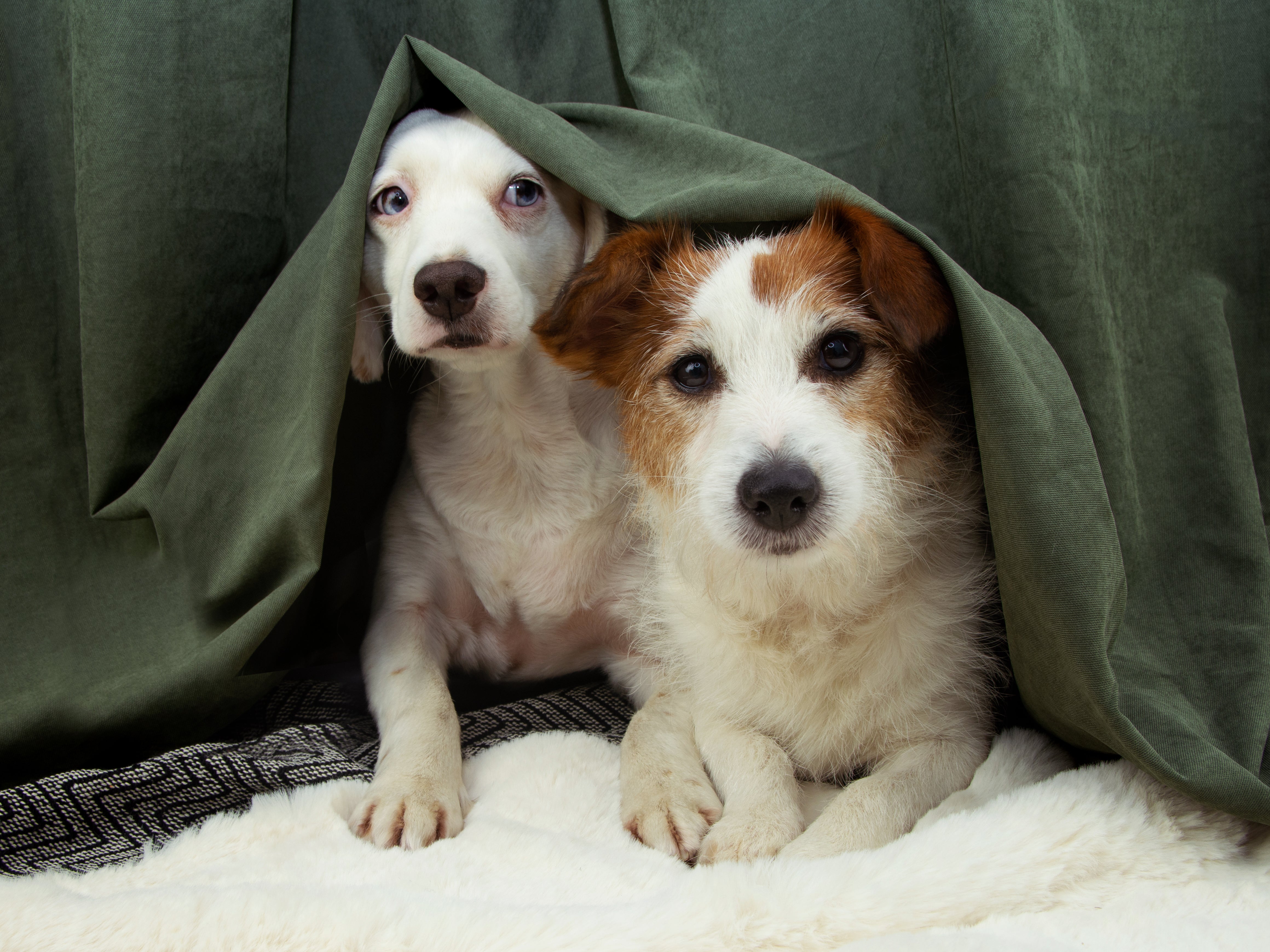 Two dogs frightened by fireworks