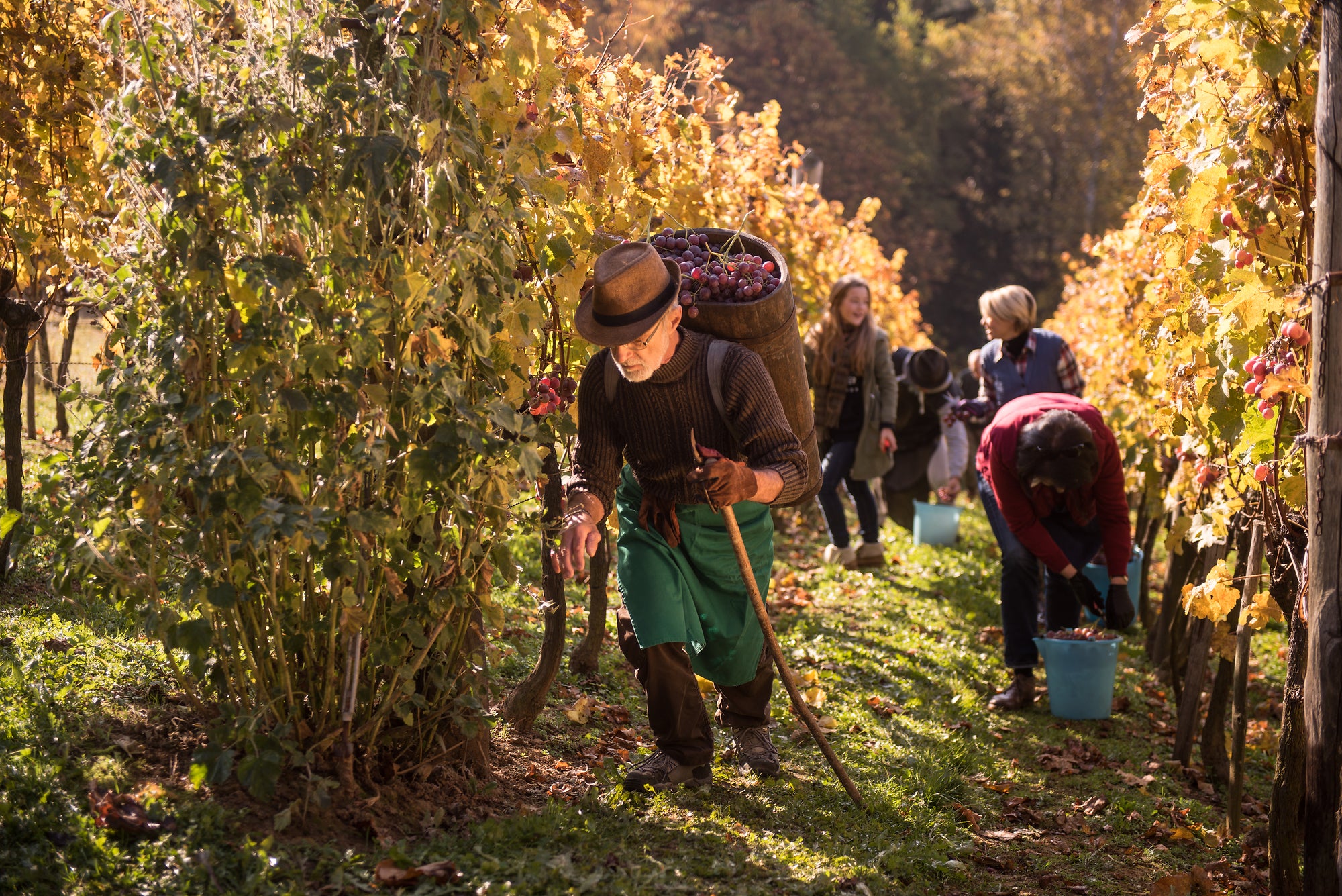 Grape expectations: Vineyards abound in Slovenia