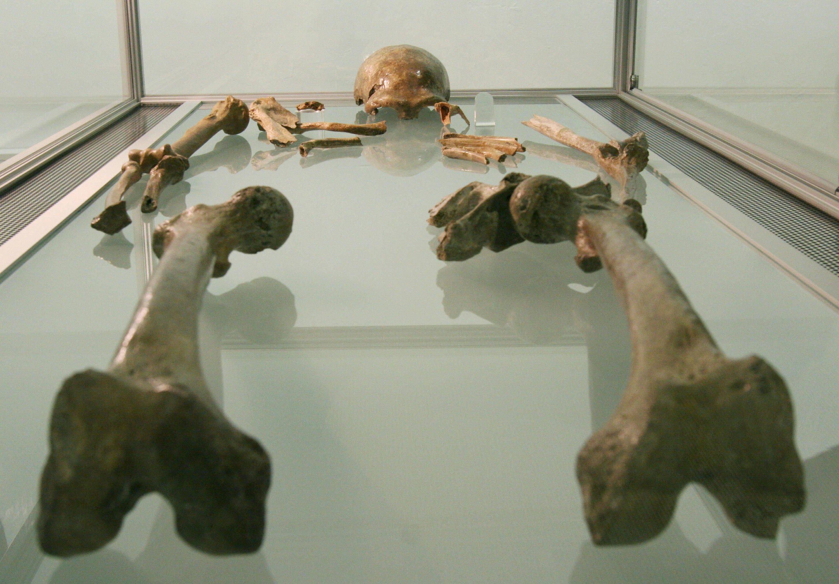 Neanderthals were stronger than us and their skeletal remains sometimes appear bowed under the weight