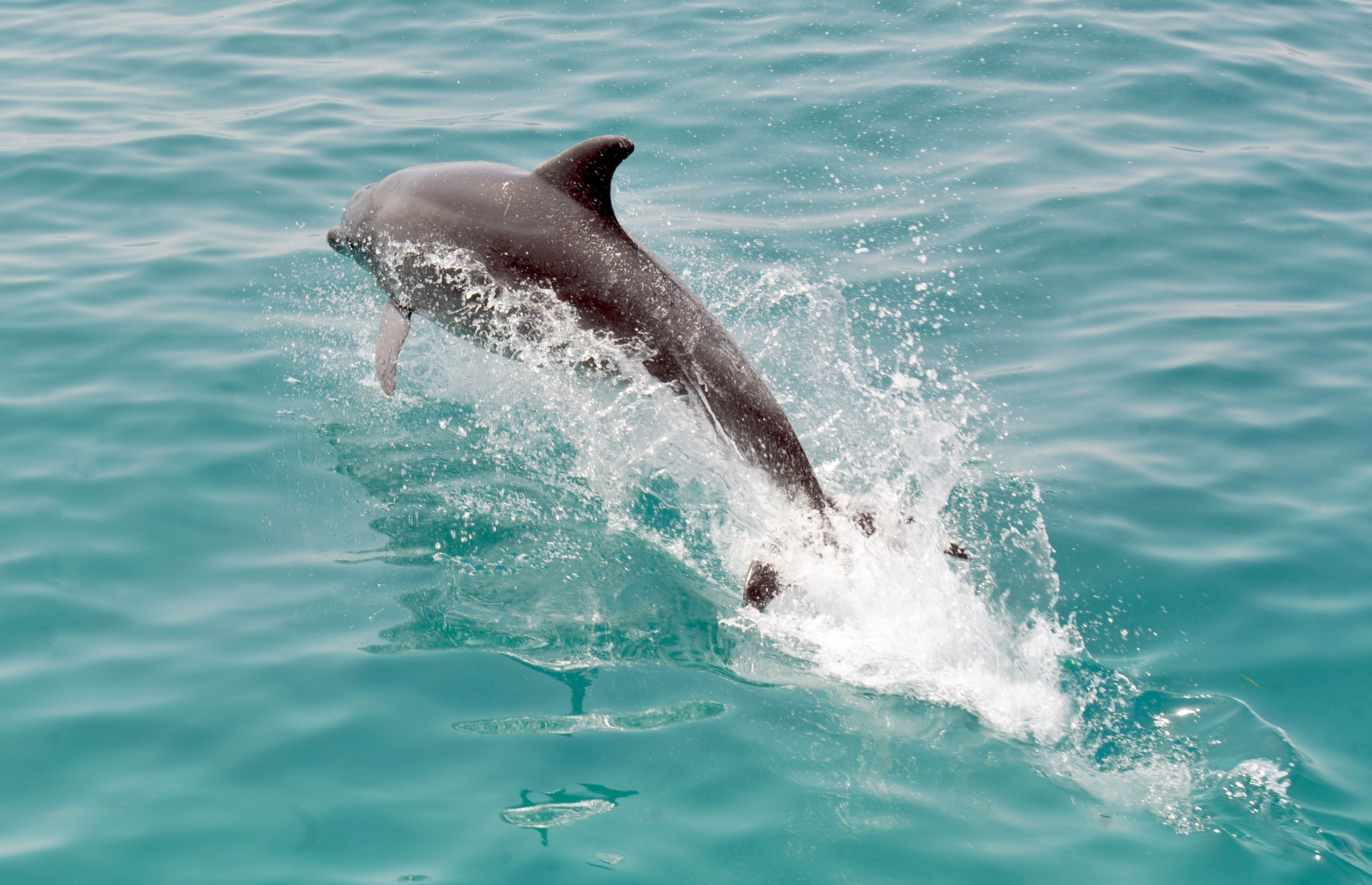 Dolphins hunt using ultrasound