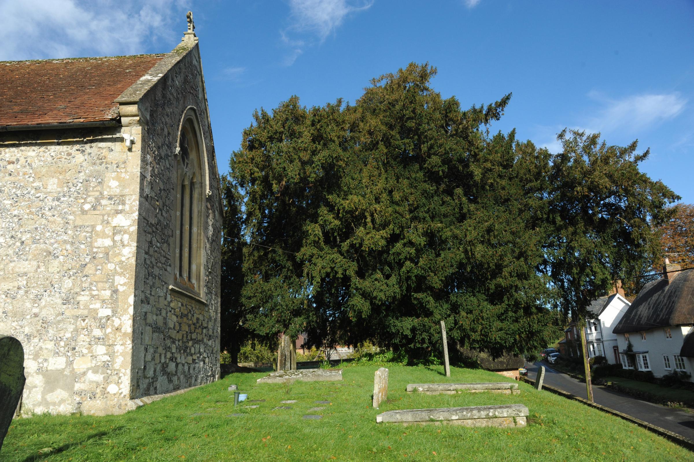 The tree can be found in Milton Lilbourne, near Marlborough