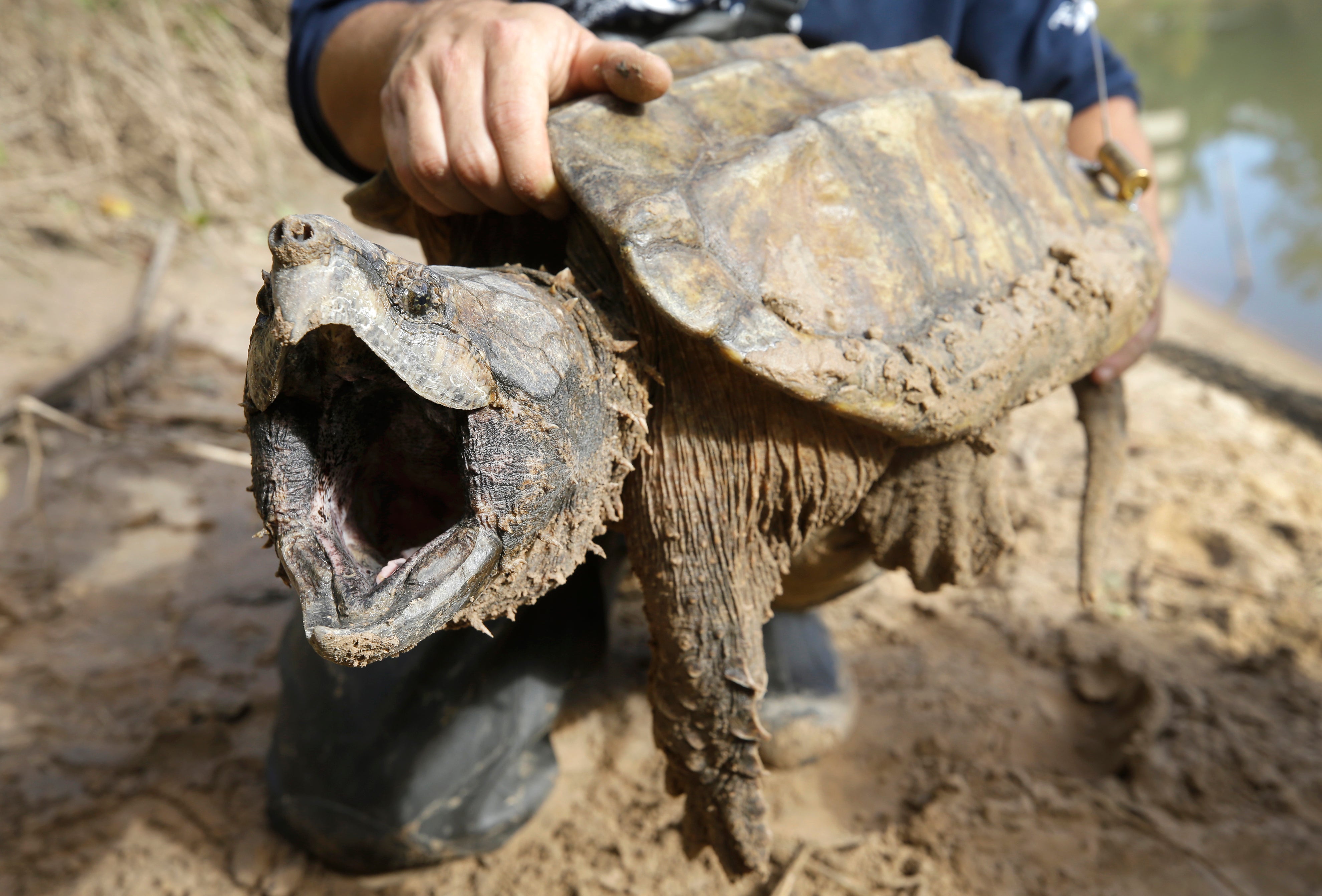 Alligator Snapping Turtle