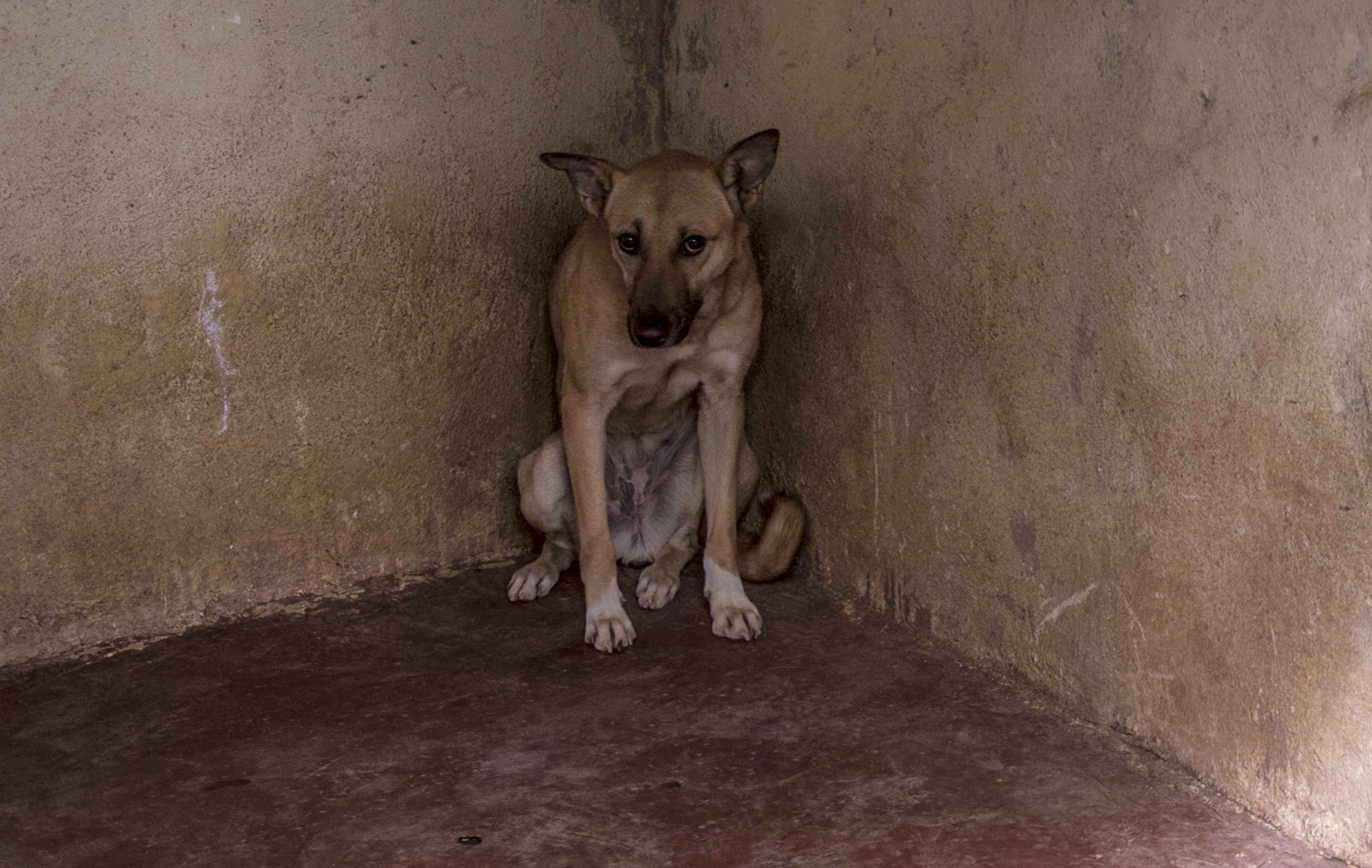 Pets often seek safe spaces when they feel threatened, often ending up in a corner or under a bed