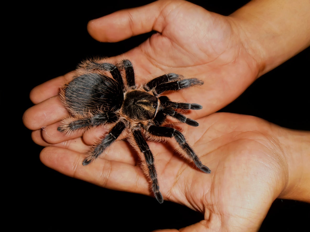 Tarantulas are native to the US, Mexico and South America among other places