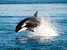 Showdown at sea? Killer whale spotted off Cape Cod in waters known for great white sharks