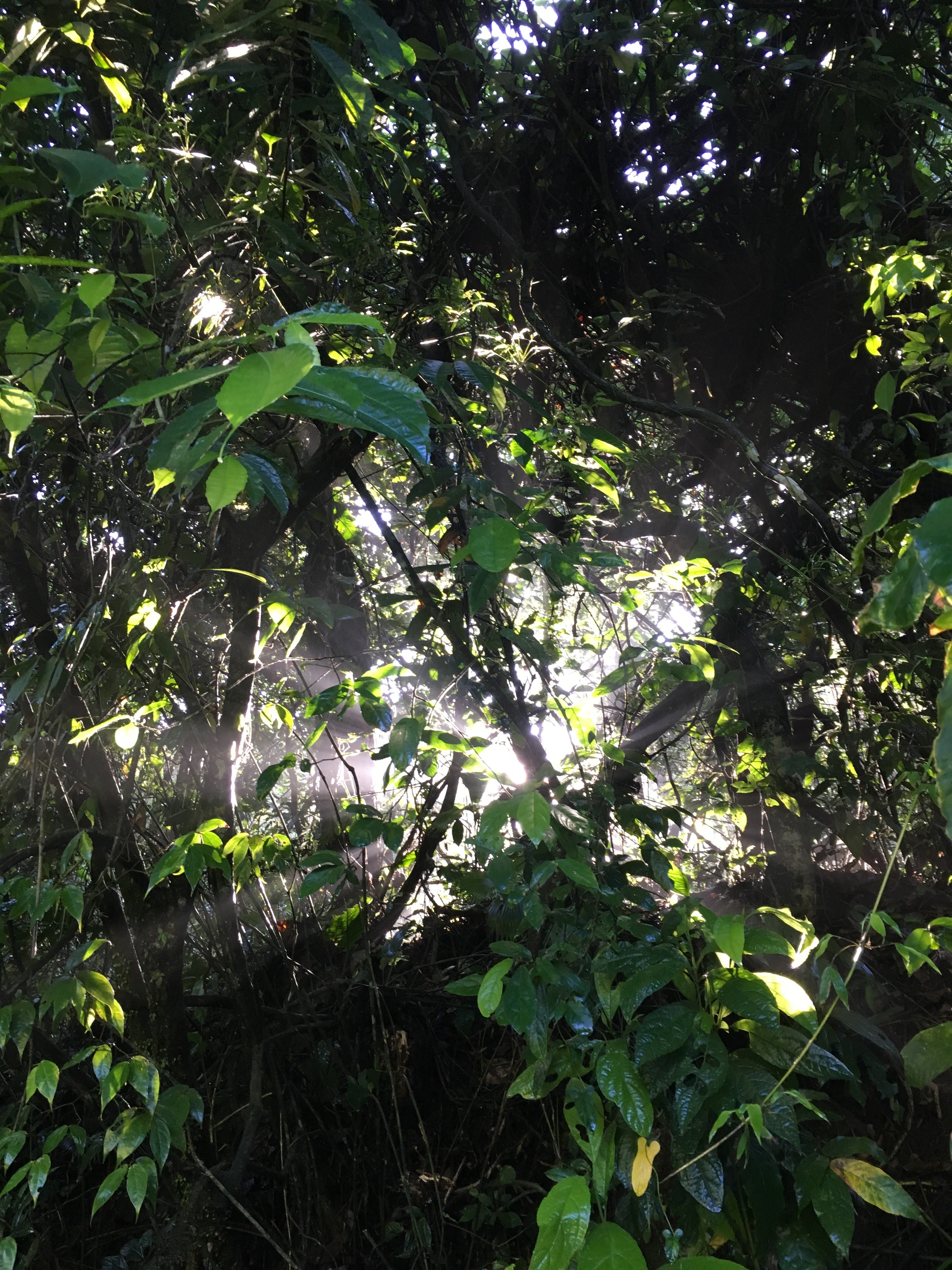 The forest canopy around El Valle