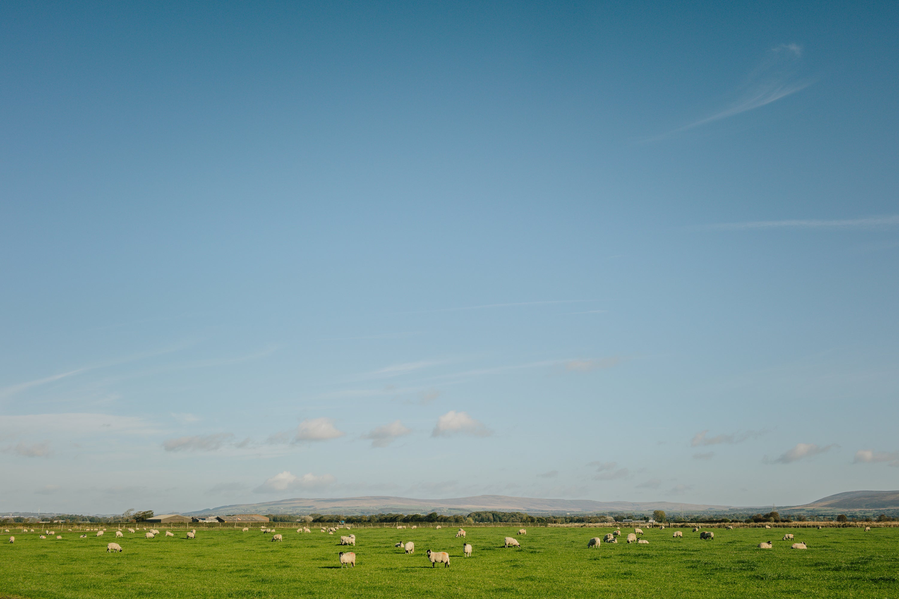 Sheep graze lowland fields in Lancashire. Britain was once covered in peat, but much of that land was converted for agriculture