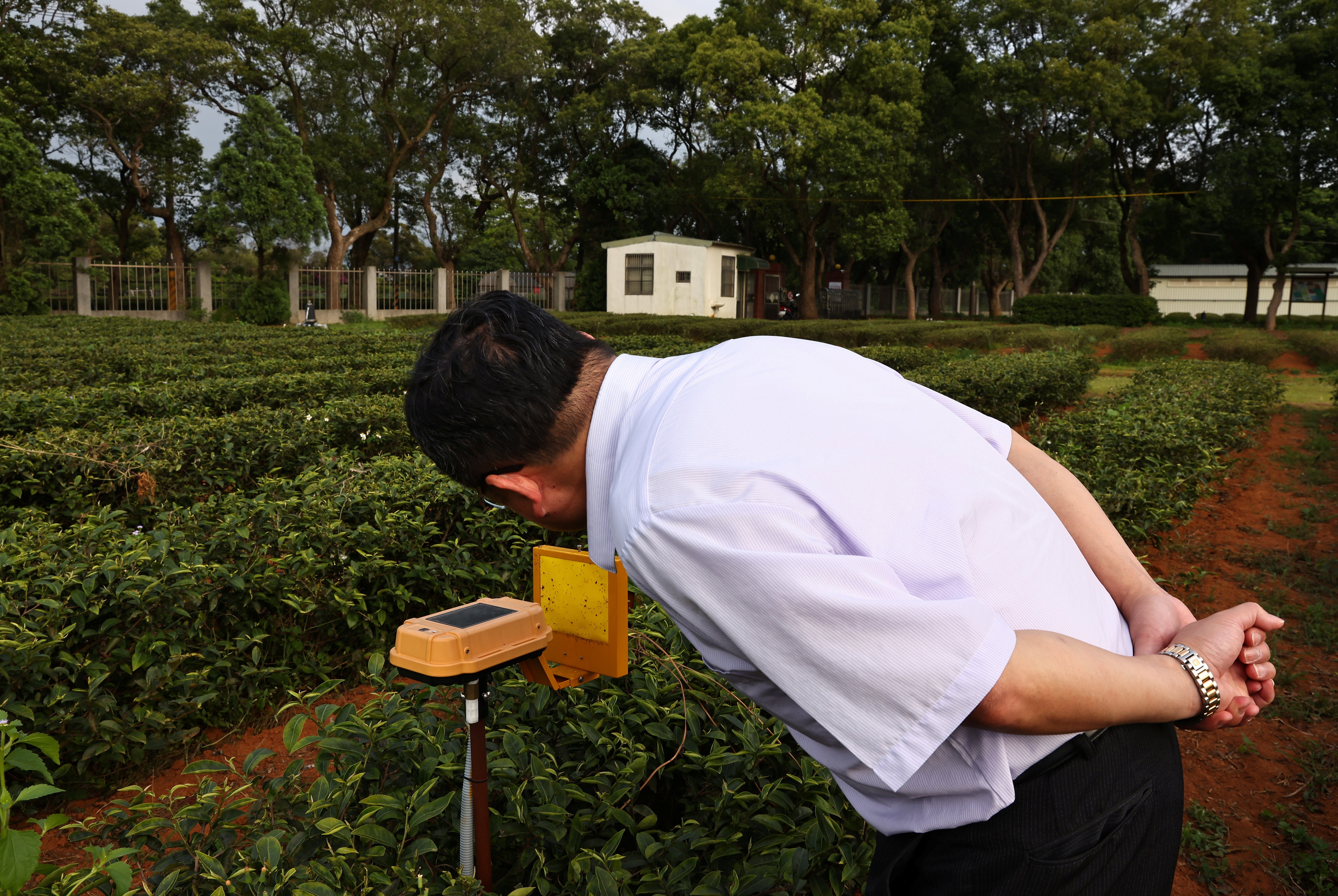 Tsai Hsien-tsung, manager of the Tea Research and Extension Station, checks sticky paper for bugs