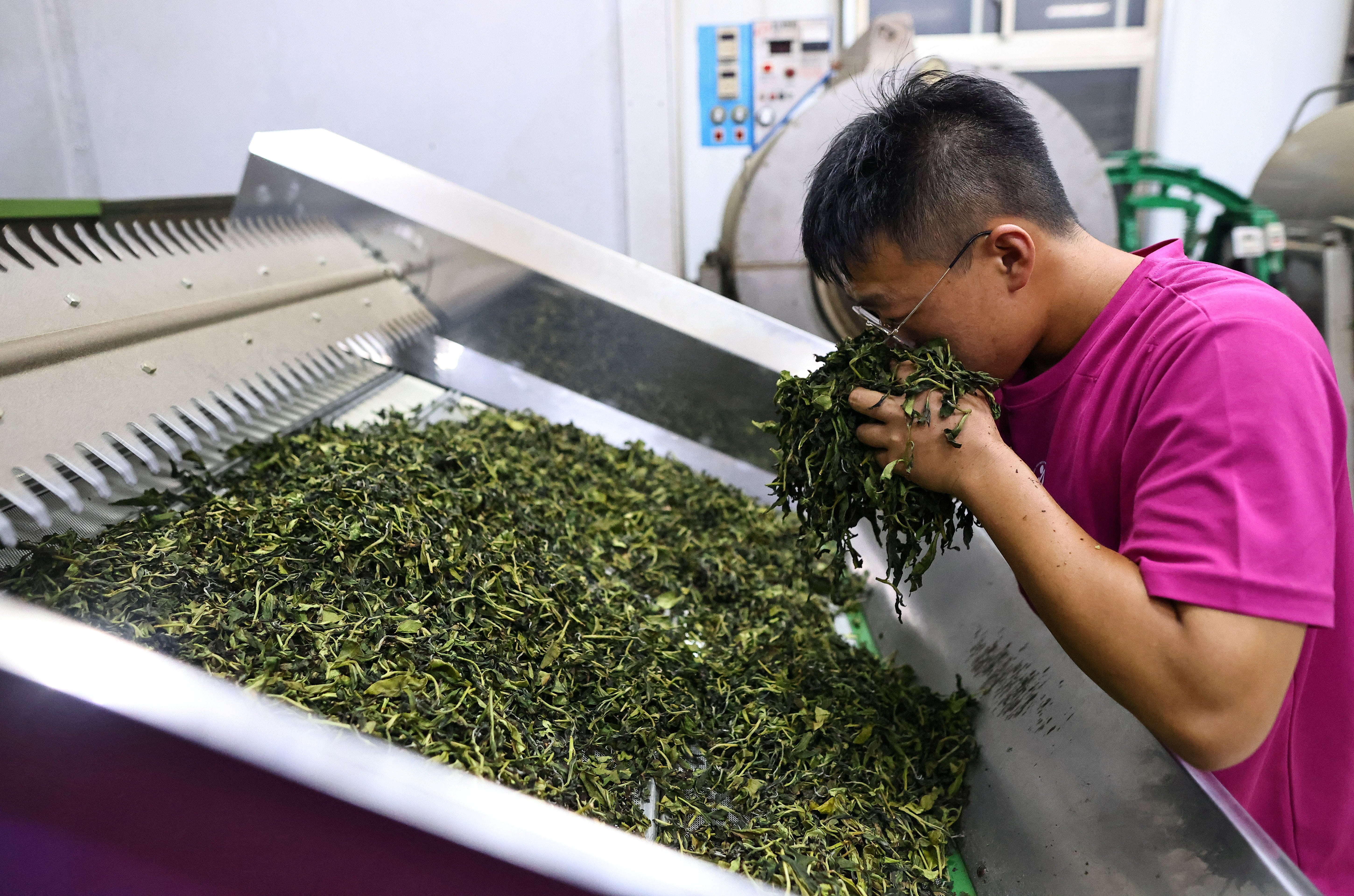 Shun-yih smells tea leaves to determine whether they’re ready