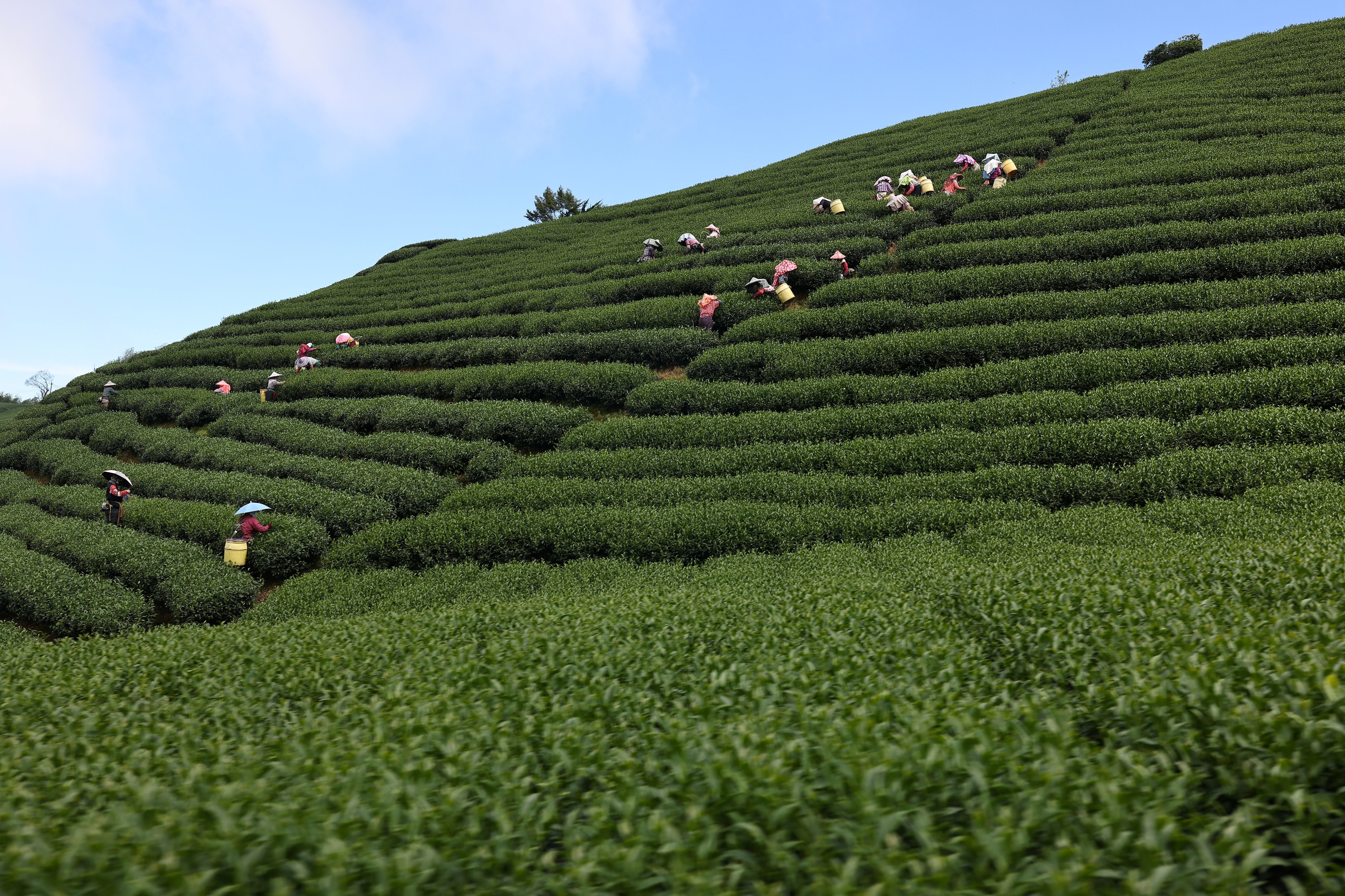 Staff work at the high-altitude mountainside tea fields