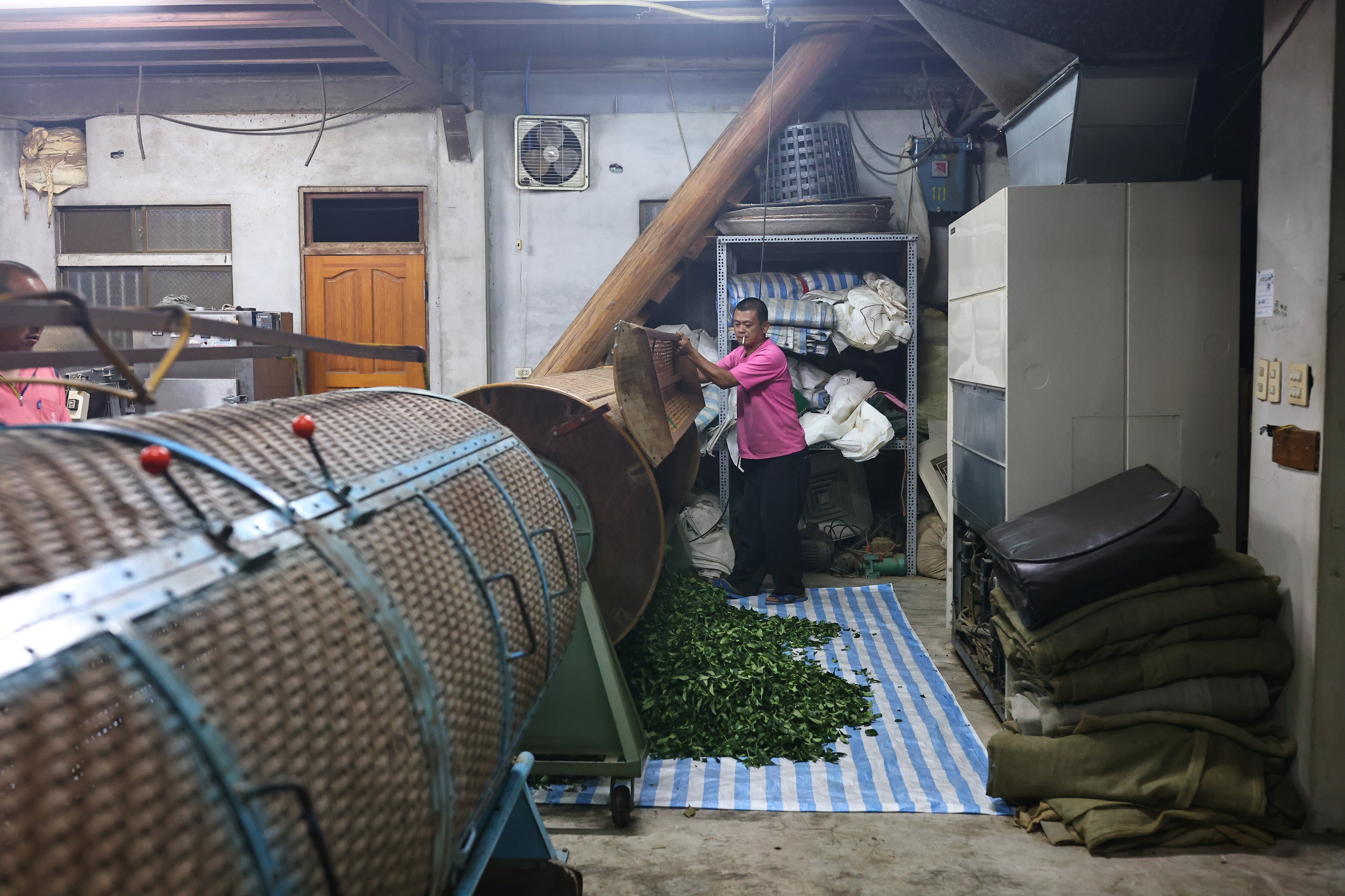 A member of staff checks tea leaves after they have been spun in water