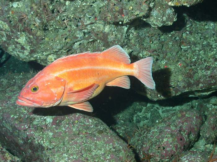 ‘Sebastes ruberrimus’, the Yelloweye rockfish, dwells in deep waters along the California coast and lives upward of 140 years