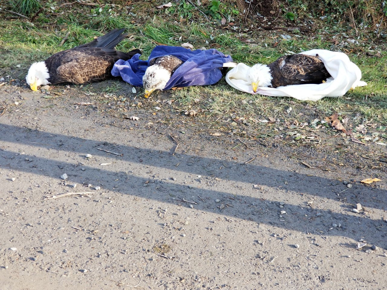 The five bald eagles were found in Carroll County acting strangely and apparently sick