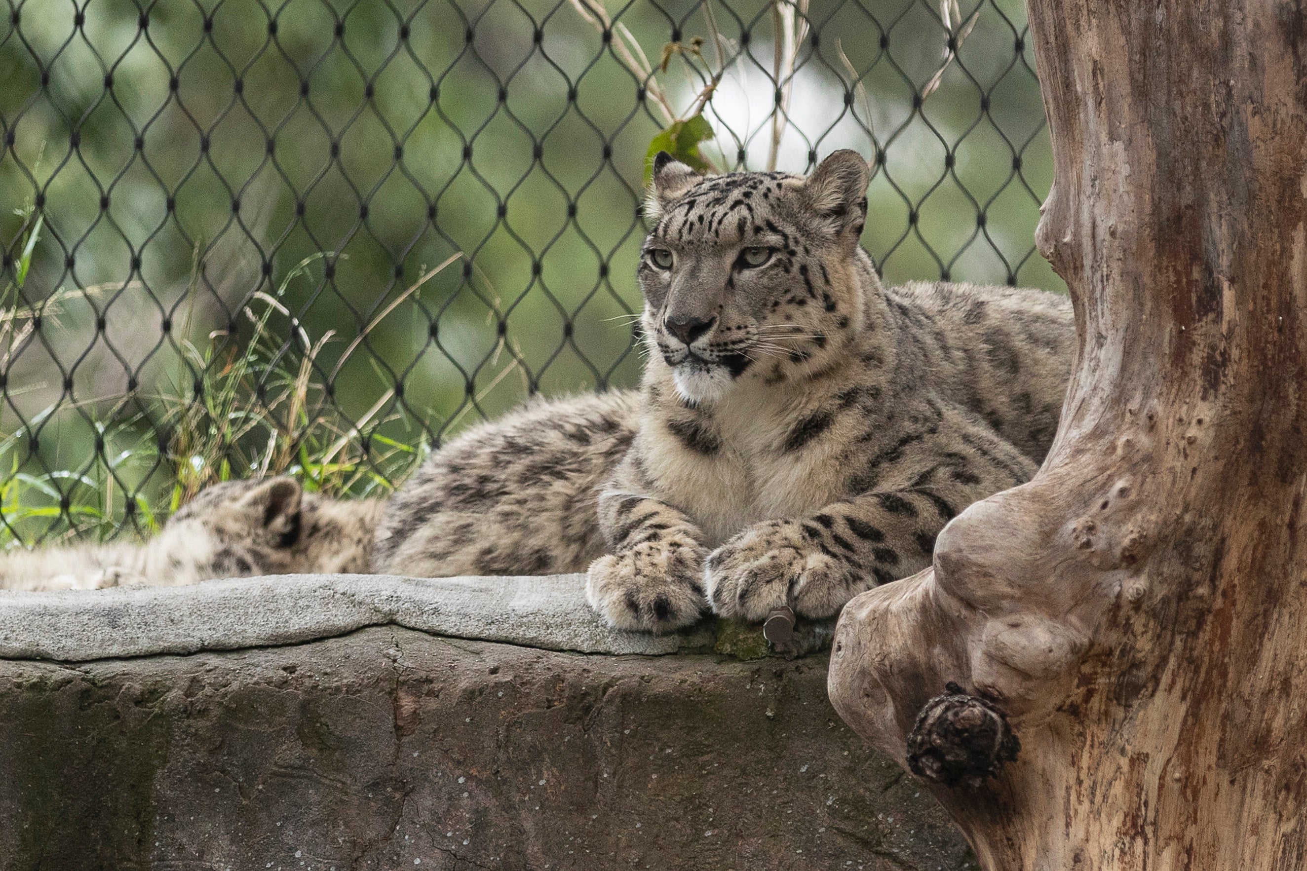 Representative image: The deaths are the latest among captive big cat populations hit by Covid around the world