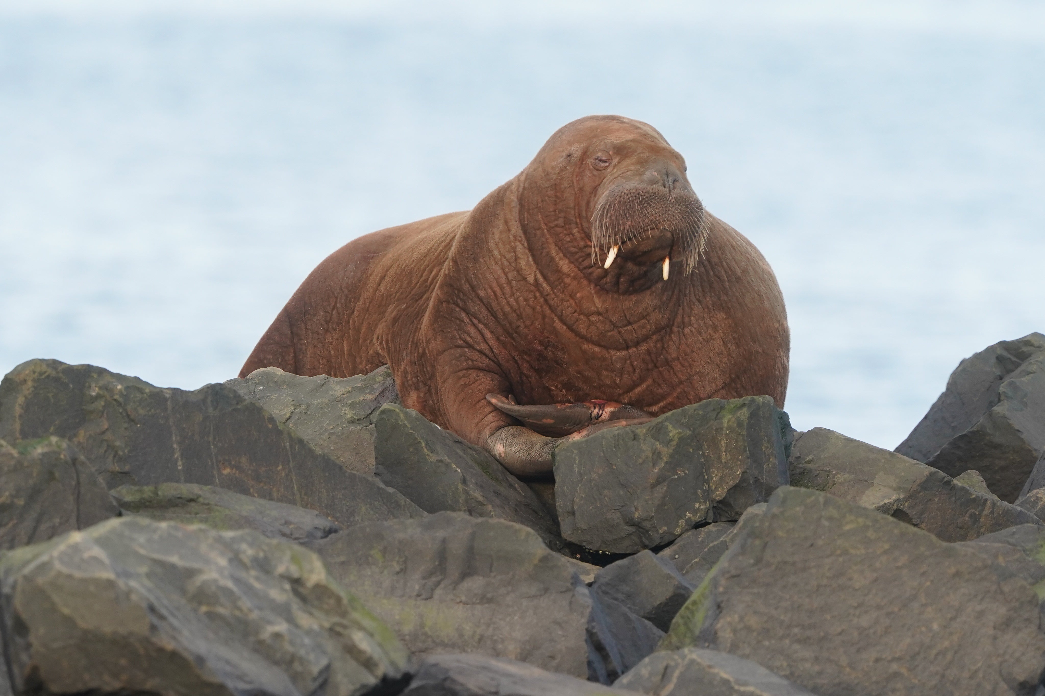 A walrus, not actually in space