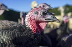 Turkey farmers warn of Christmas shortage