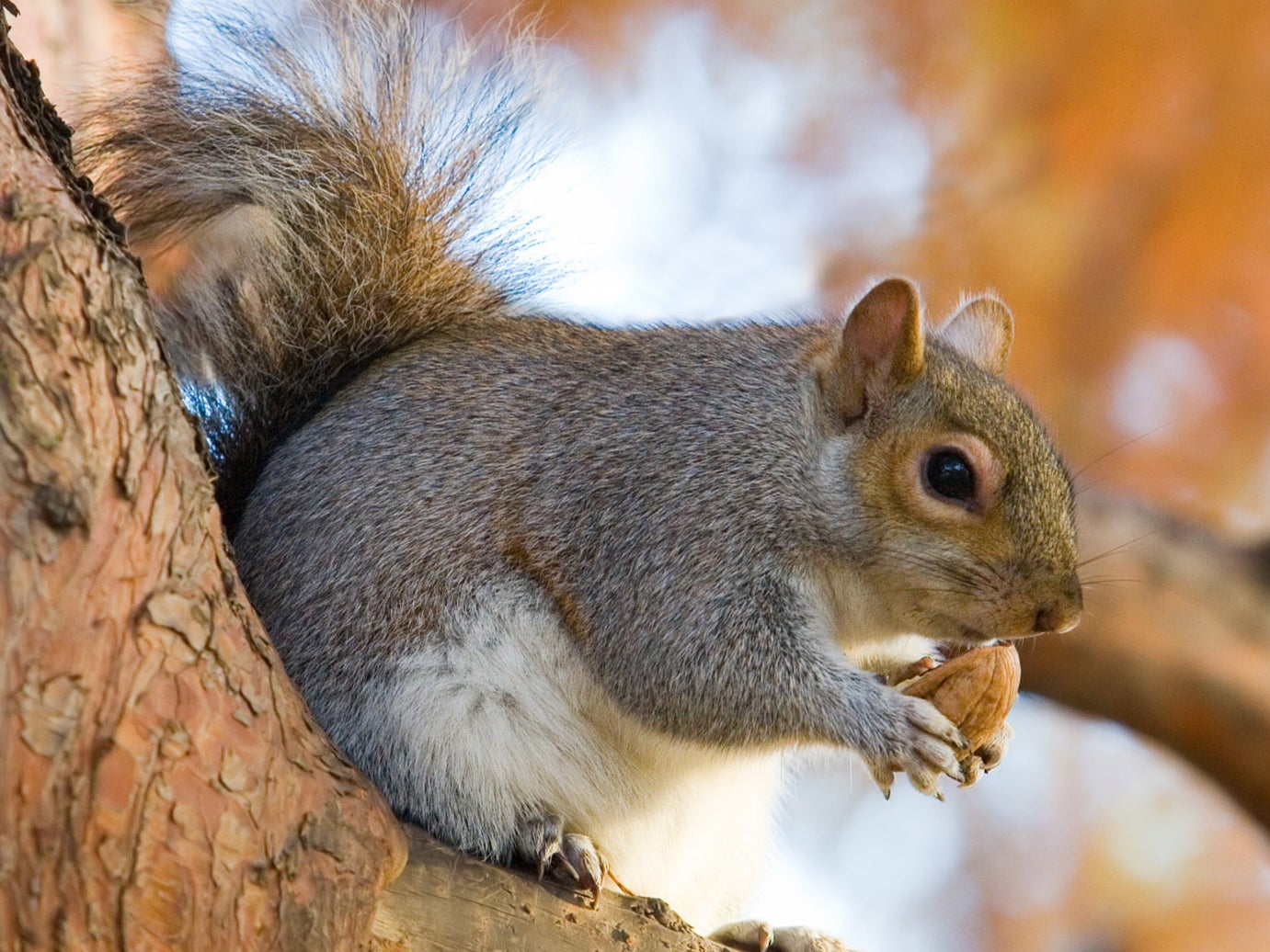 The RSPCA is appealing for information from Sevenoaks residents (File photo)