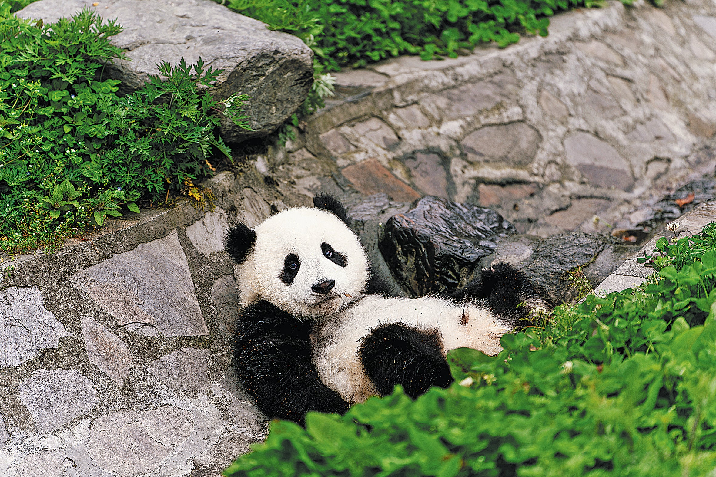 A giant panda cub rests at Wolong National Nature Reserve, Sichuan province