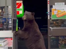 Bear breaks into a 7-11 near Lake Tahoe in viral TikTok video