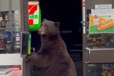 Bear breaks into a 7-11 near Lake Tahoe in viral TikTok video