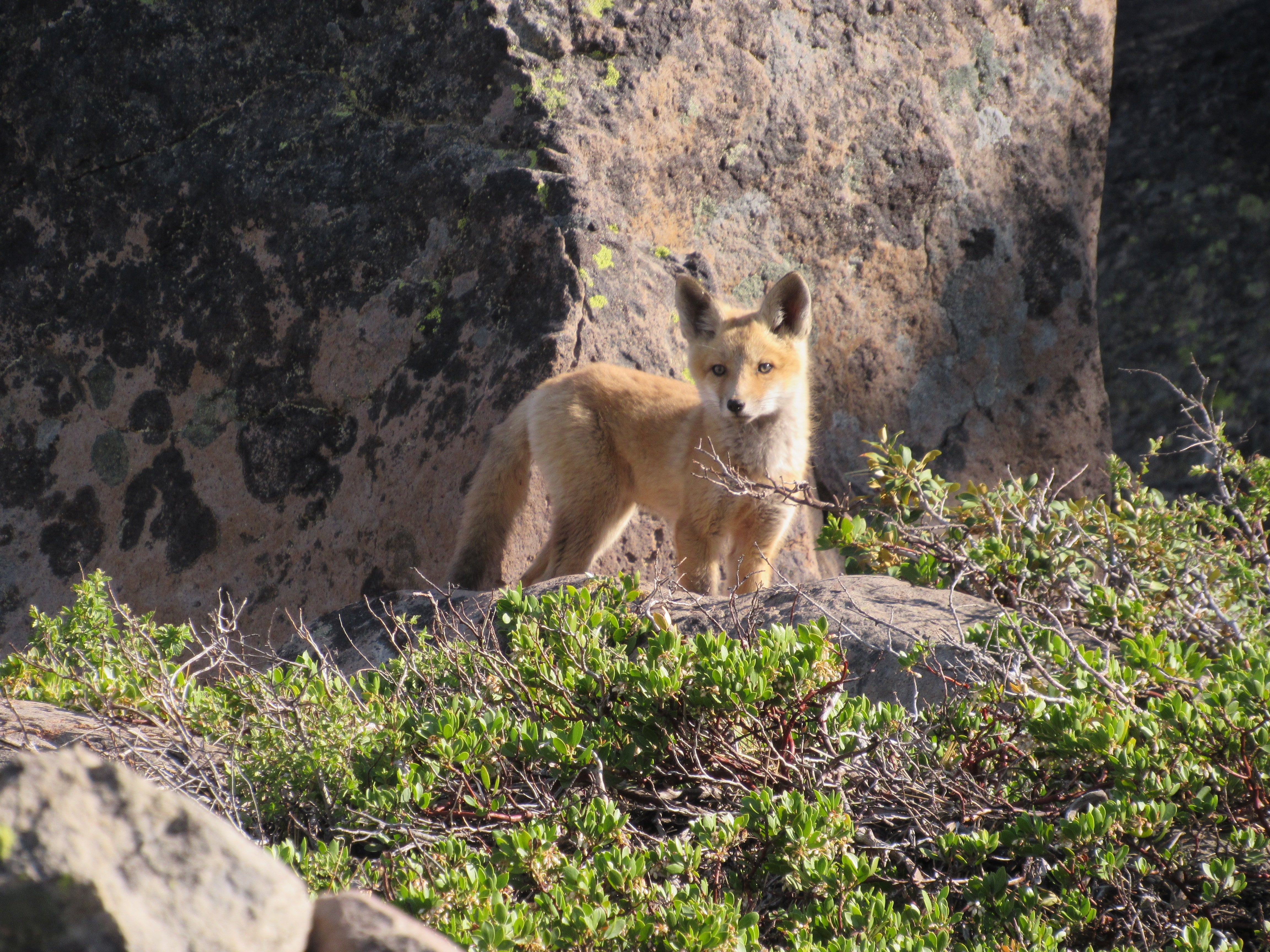 A Sierra Nevada red fox pup spotted in the Caribou Wilderness in June 2021. The pup’s mother survived the massive Dixie fire, say California wildlife officials