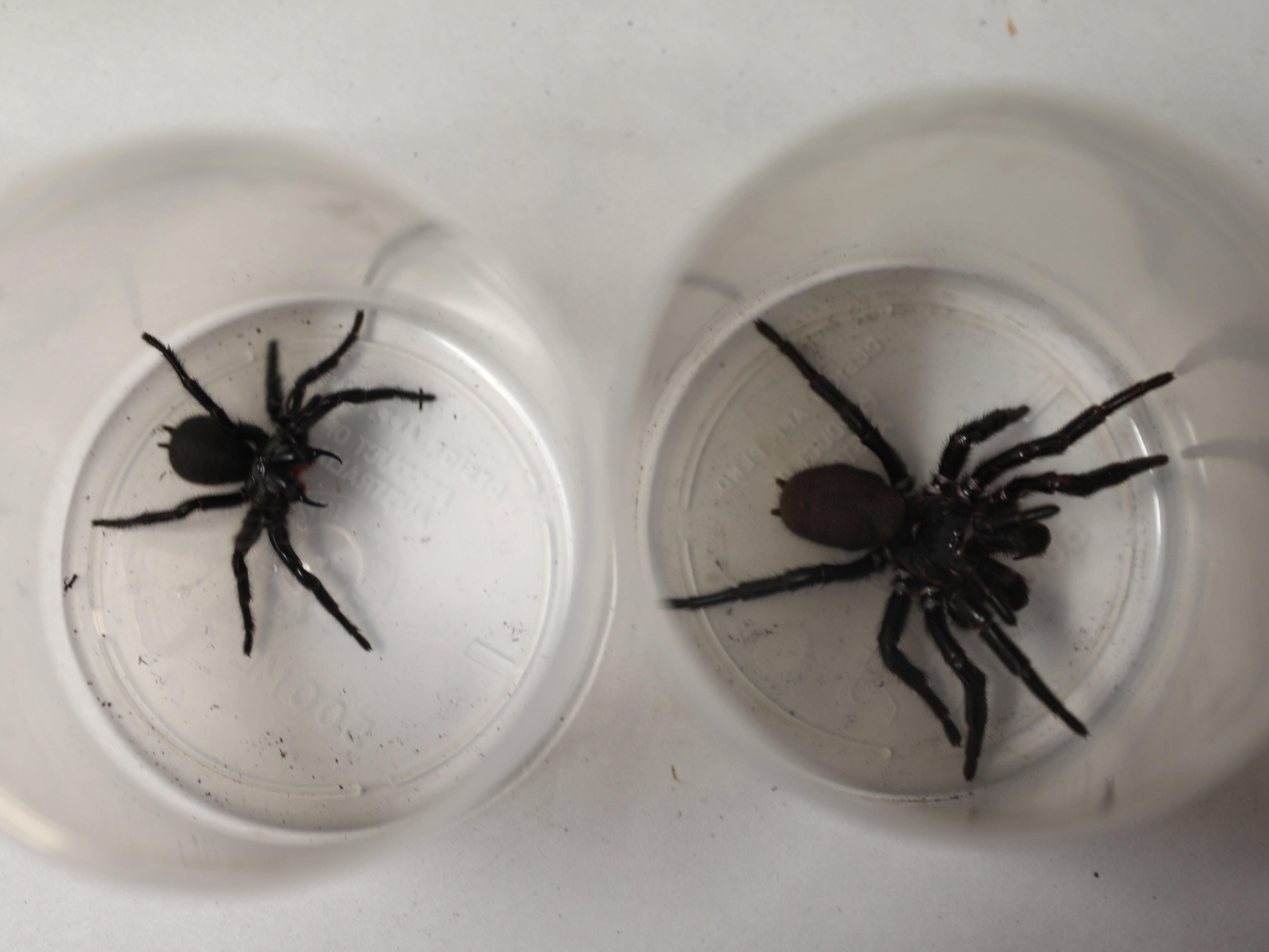 ‘Megaspider’ is significantly larger than most funnel webs