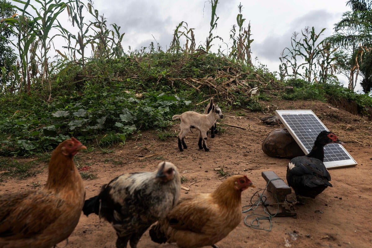 A solar panel the couple have bought enables them to charge the phones of their neighbours for a small fee