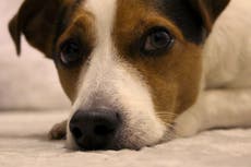 Dog thieves to face five years in jail under new criminal offence