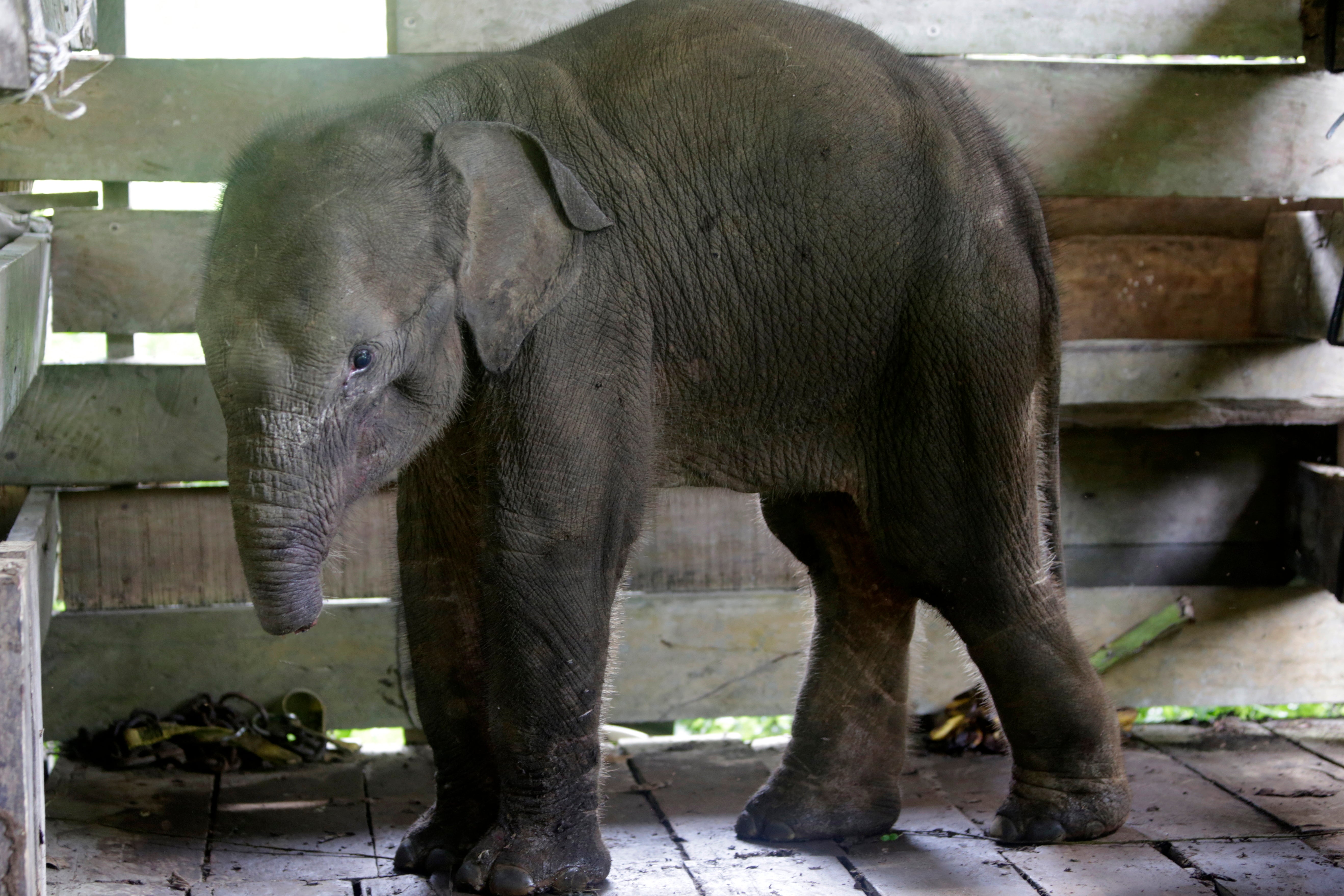 A Sumatran elephant calf with an amputated half trunk