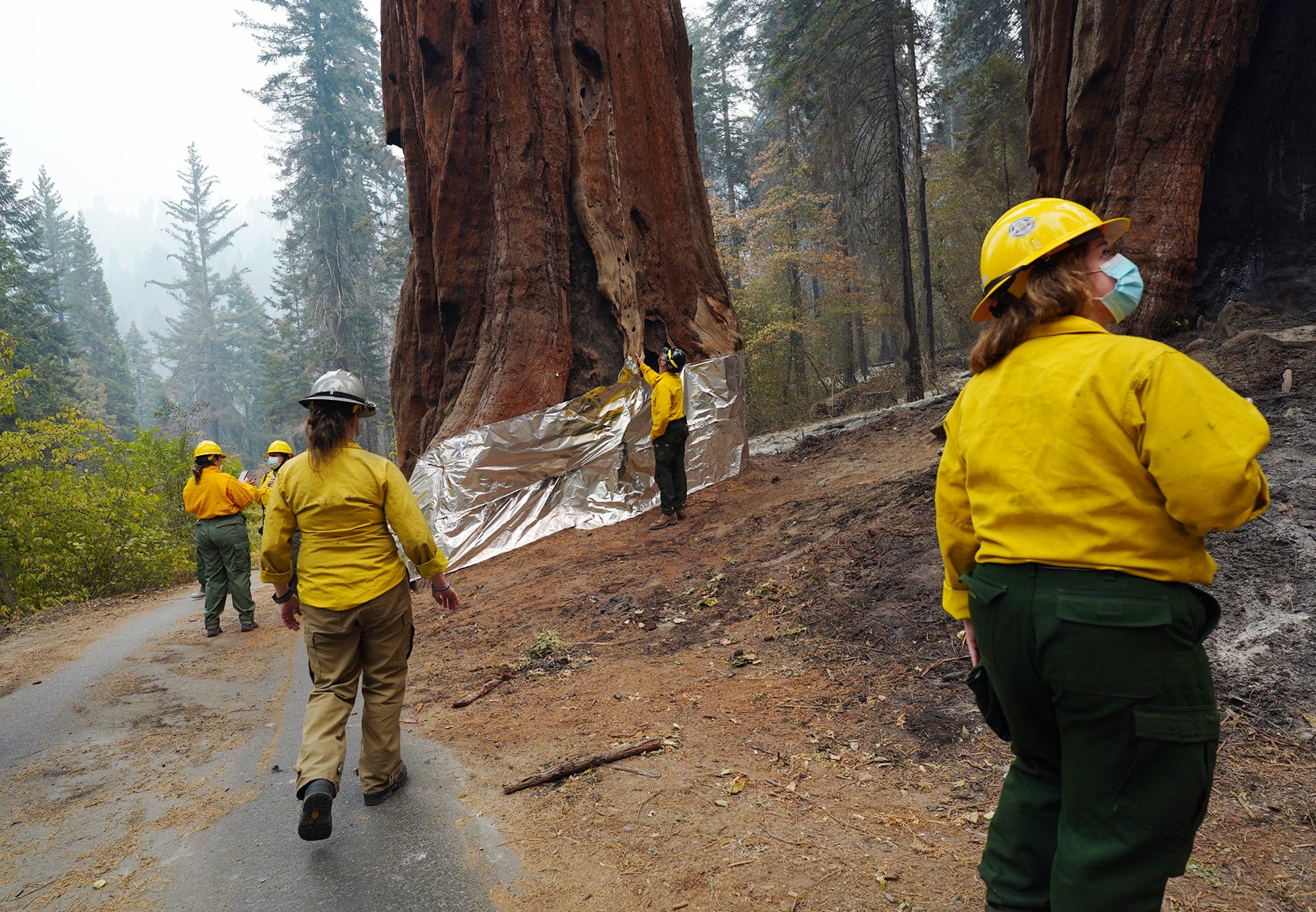 California wildfires have killed almost 20% of world’s giant sequoias over past two years