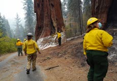 California wildfires have killed almost 20% of world’s giant sequoias over past two years