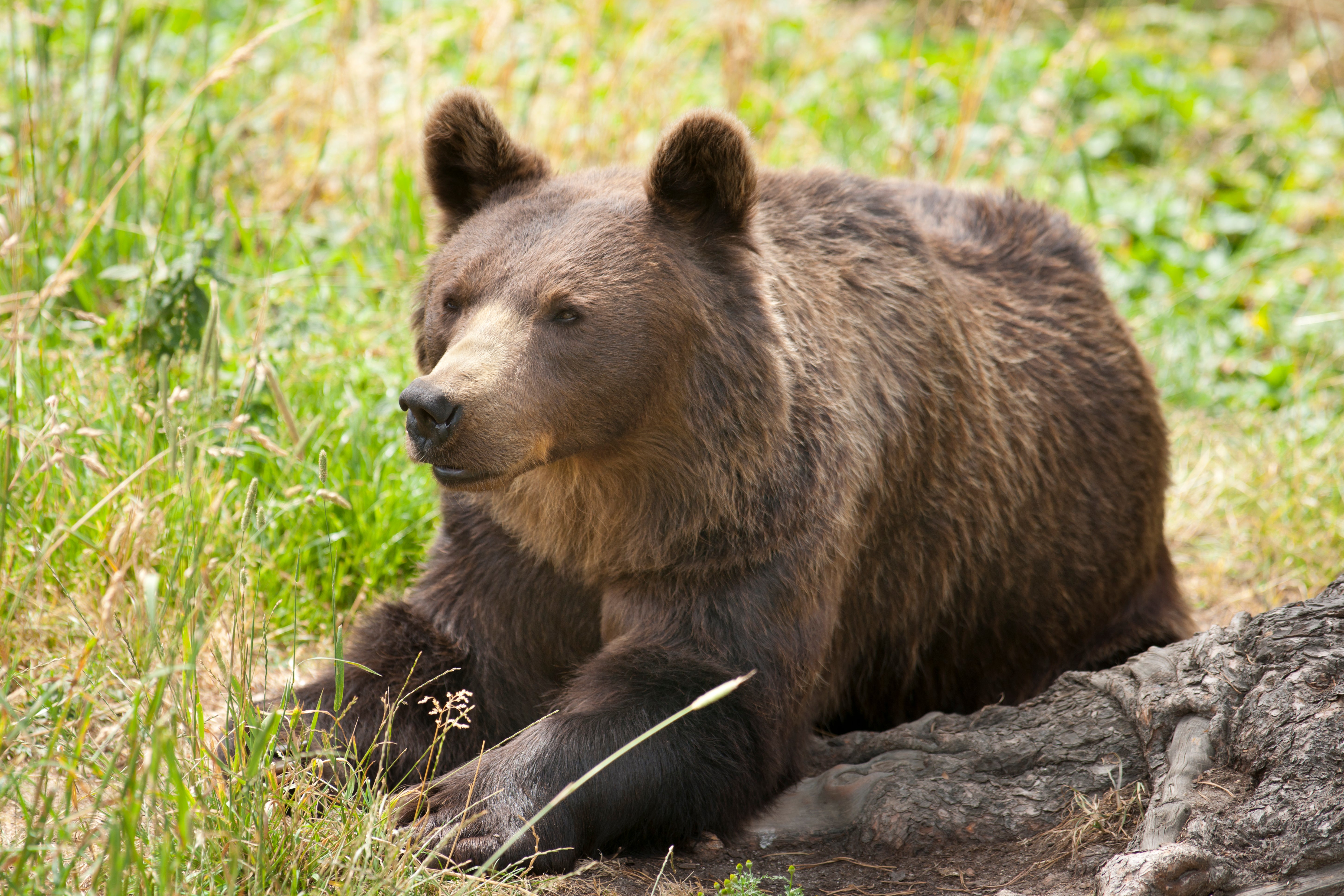 France began importing brown bears from Slovenia in the 1990s, when its own population in the Pyrenees was heading for extinction