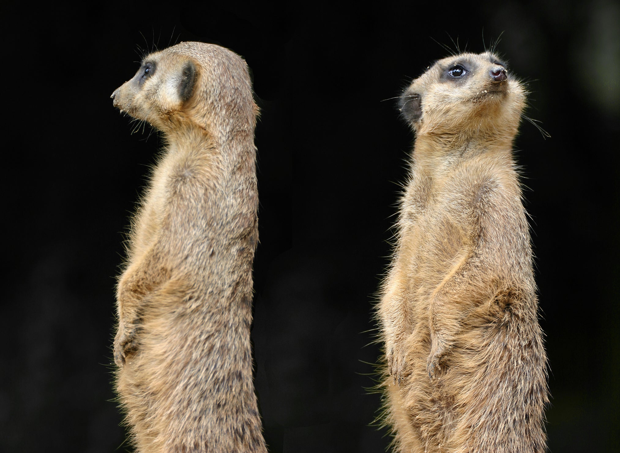 No, not listening: social media has contributed to the decline of debate