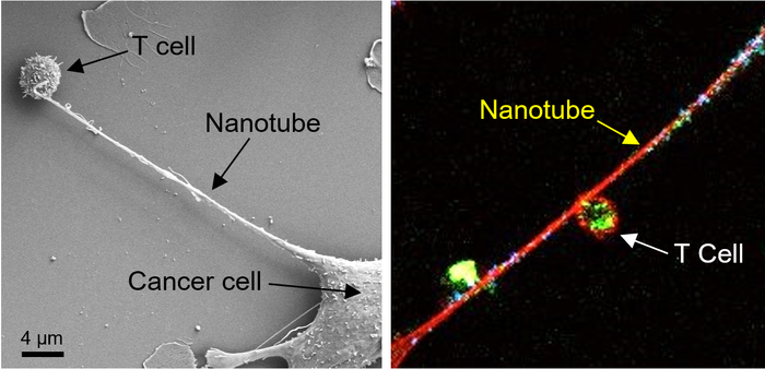 Left: Microscopic image shows formation of a nanotube between a breast cancer cell and an immune cell. Right: Image shows mitochondria (labeled with green fluorescence dye) traveling from a T cell to a cancer cell through the intercellular nanotube