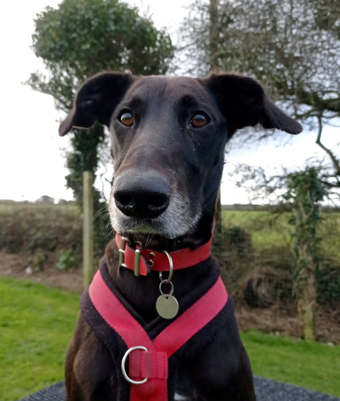 Dillon is nine-year-old male Lurcher