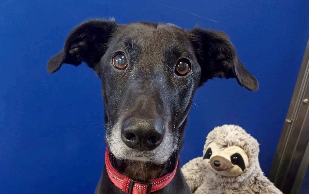 Dillon the dog - a Lurcher who was rescued two years ago lying next to the body of his former owner after their death