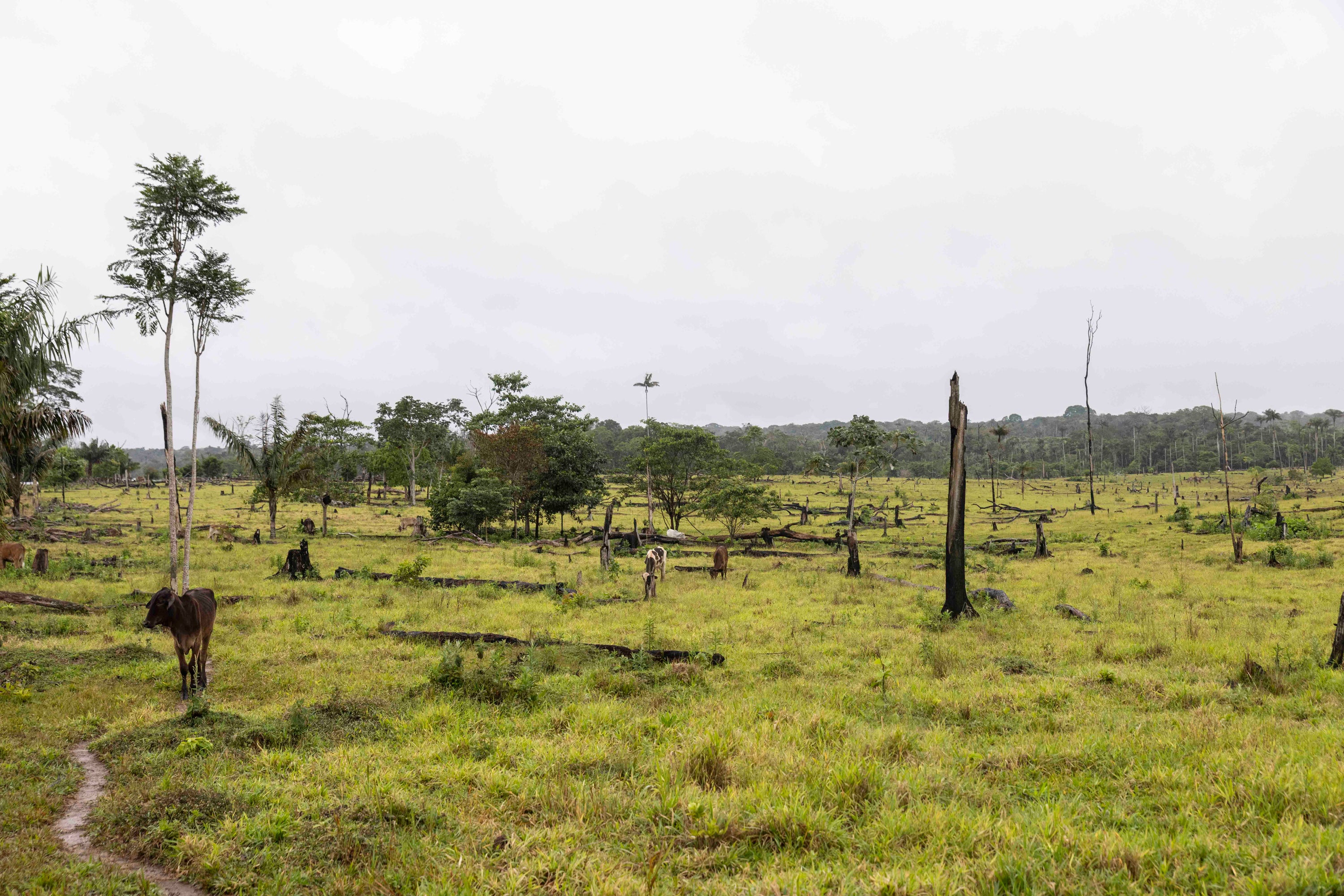 Members of the Indigenous community are fighting to curb deforestation, but farmers say cutting down trees is necessary for them to make a living out of livestock